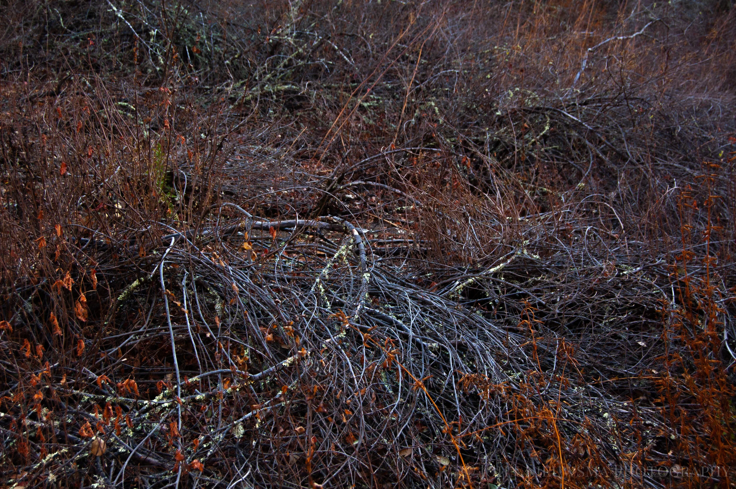 A Natural Death III