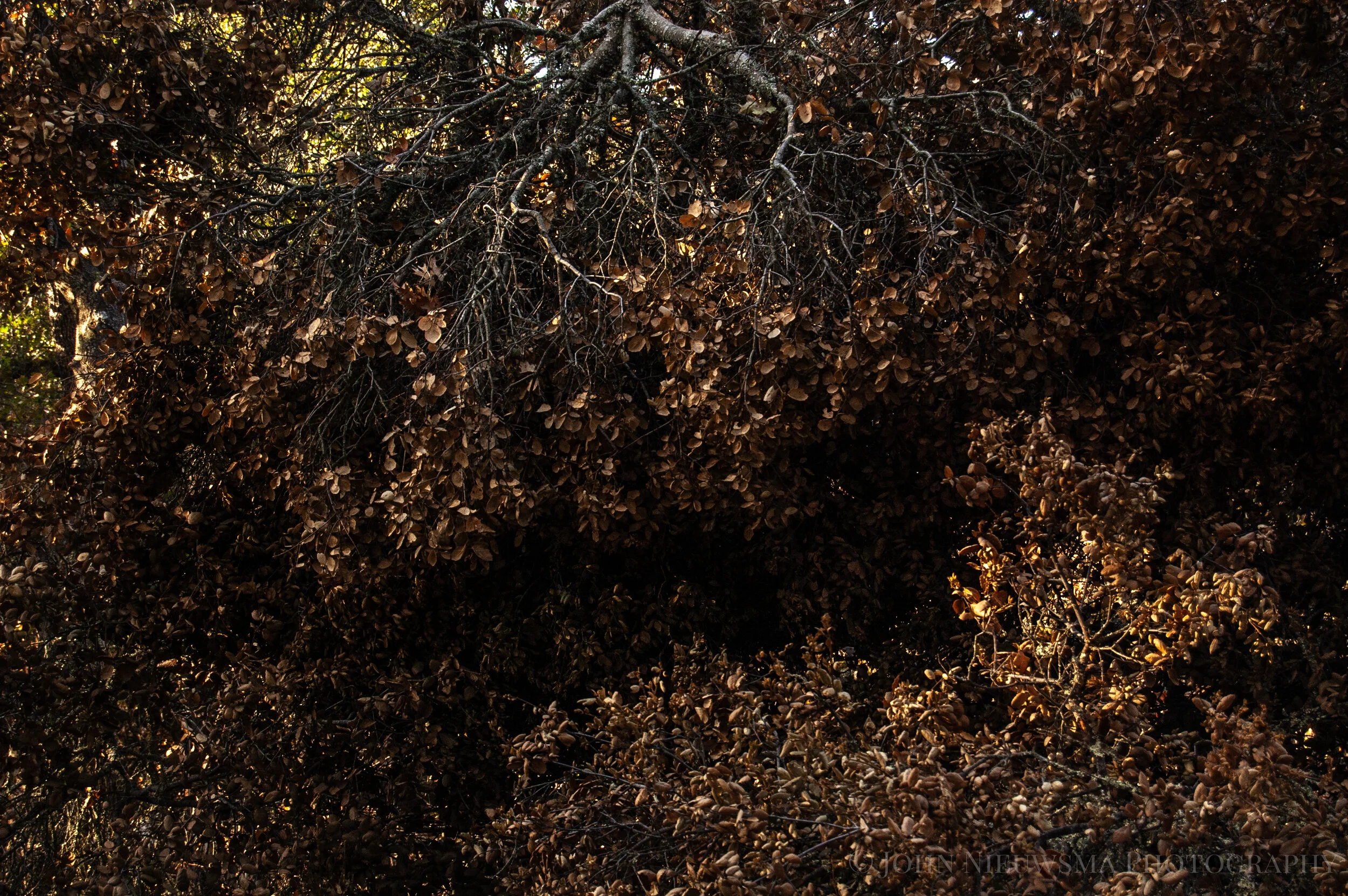 Teeth of Trees