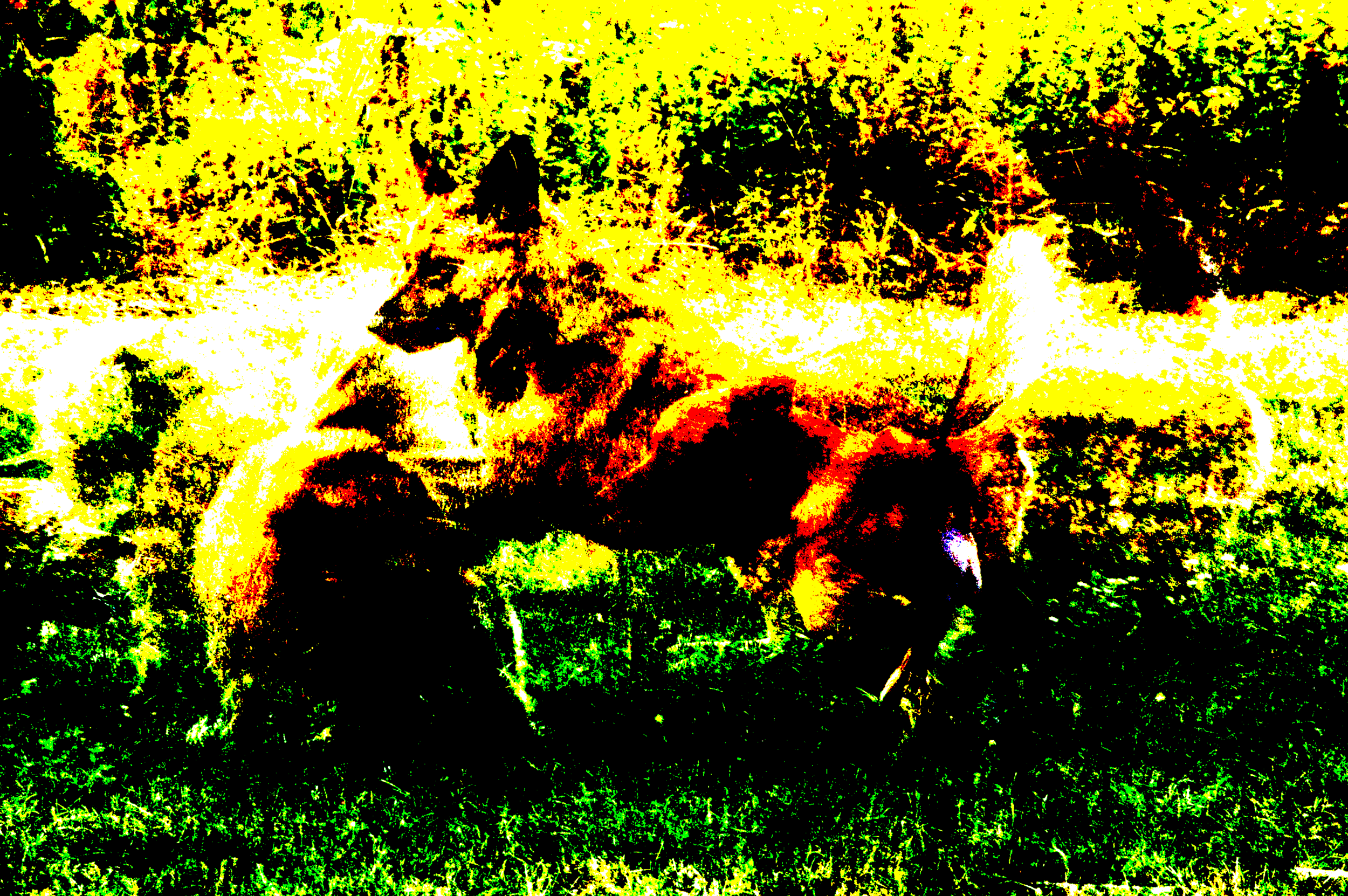 Mod Infinite - Dog Trip