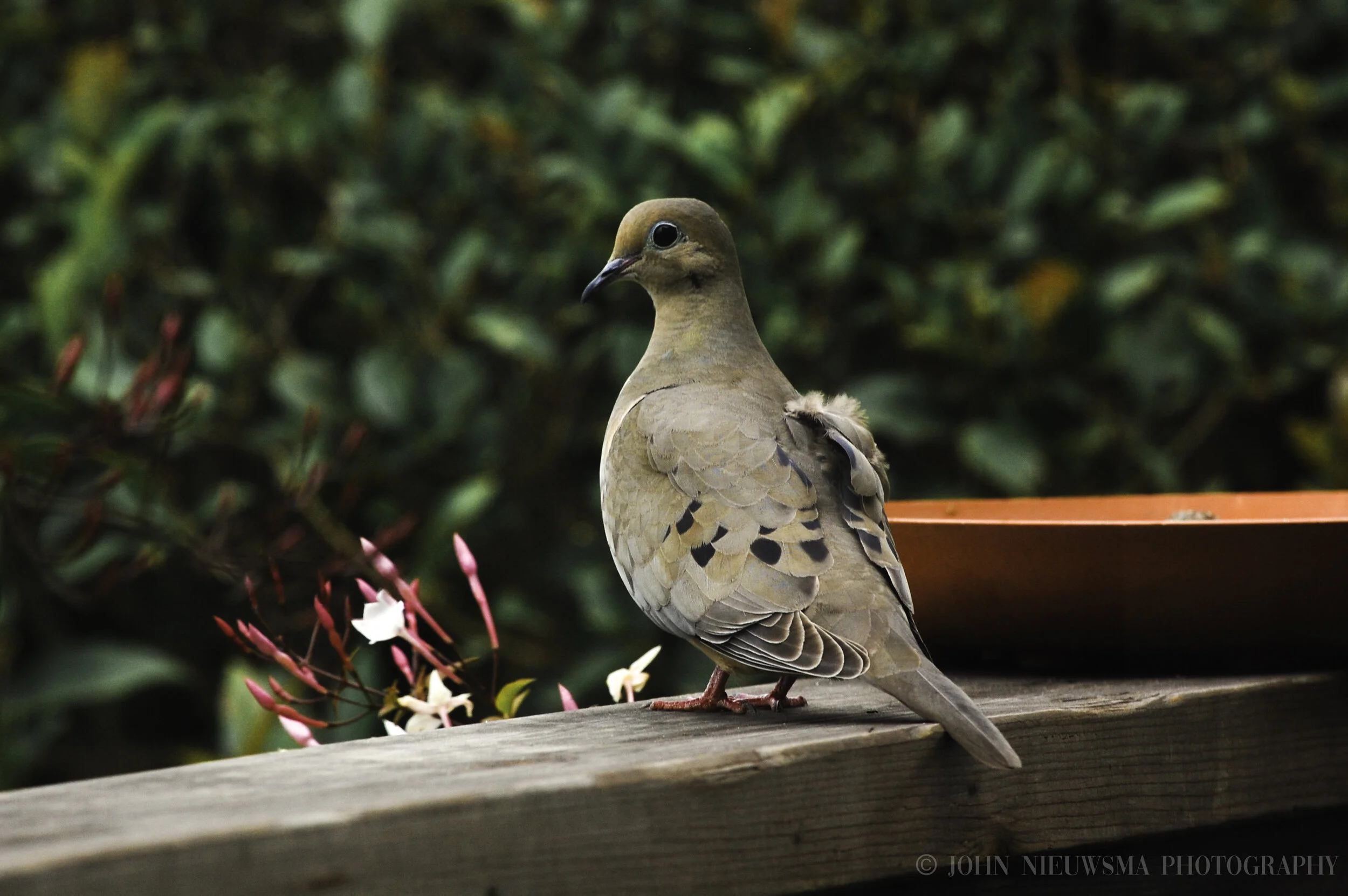 Mourning Dove On The Porch Railing