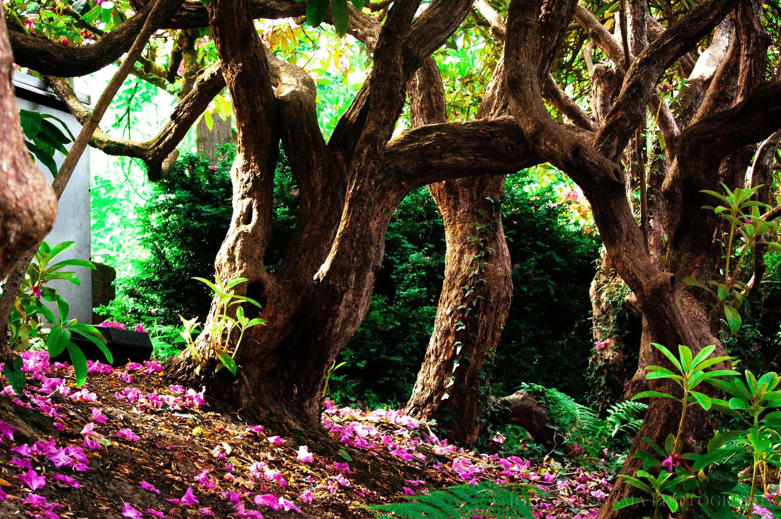 Elder Grove