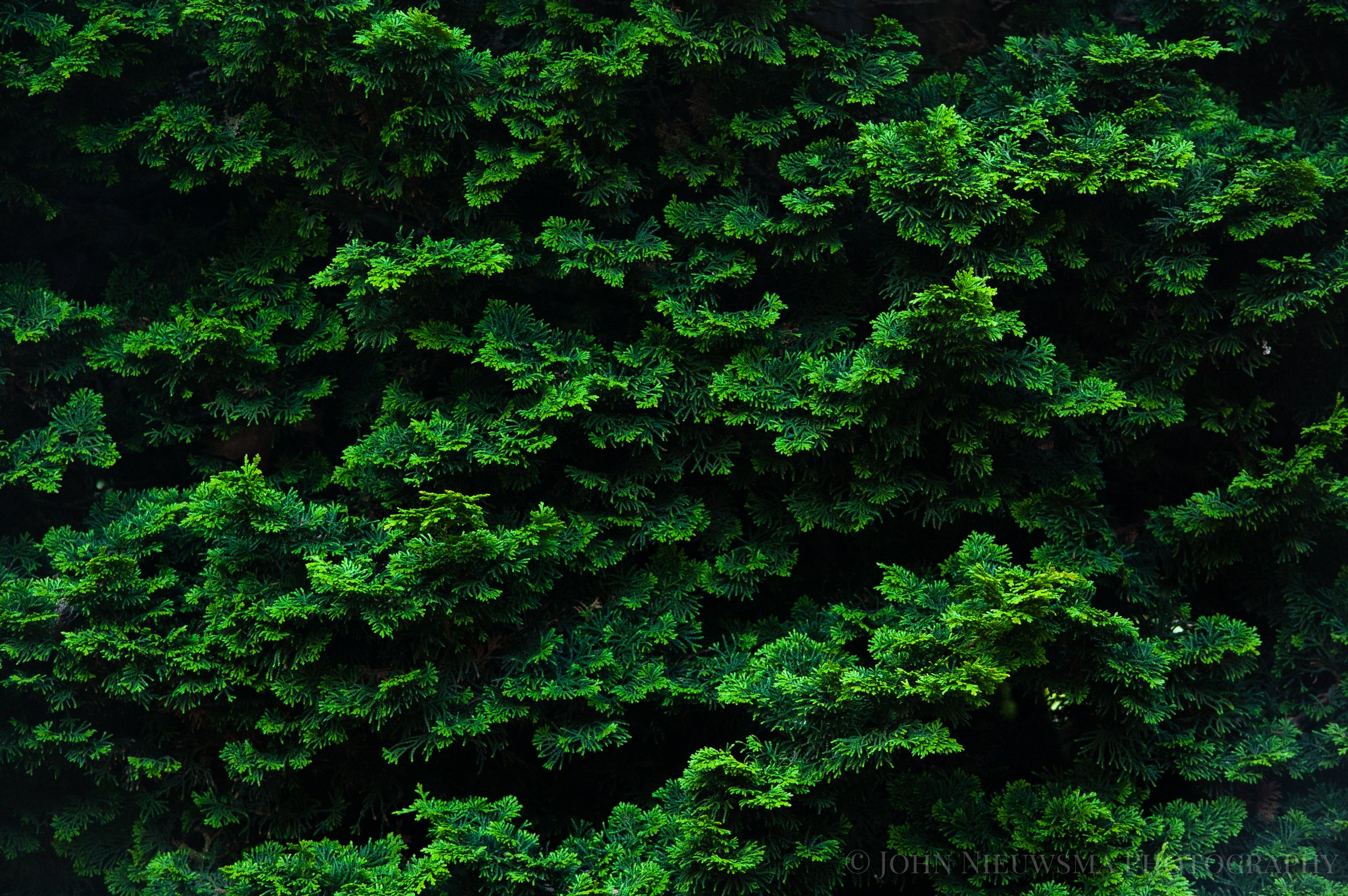 Foliostratus II