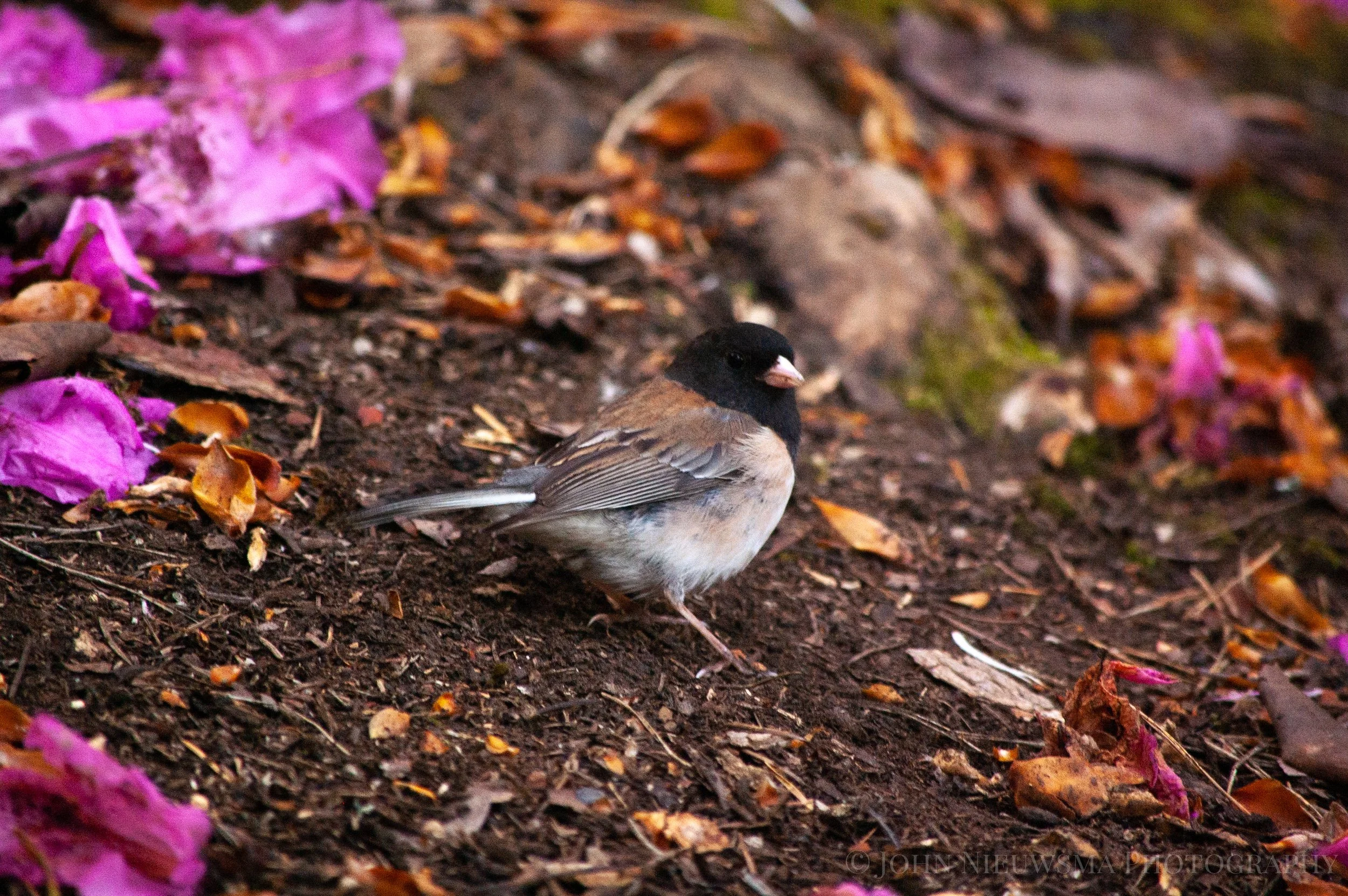 Scavenging Dark-Eyed Junco