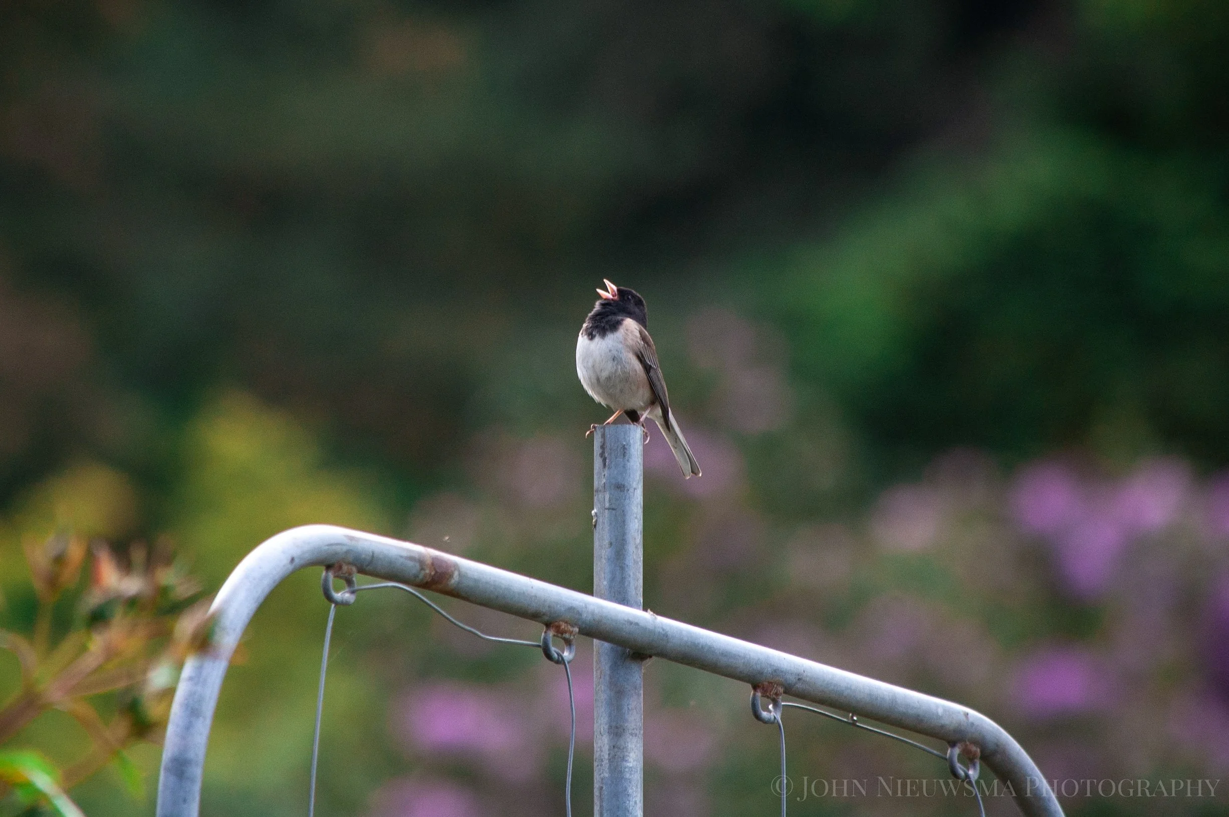 Belting Dark-Eyed Junco