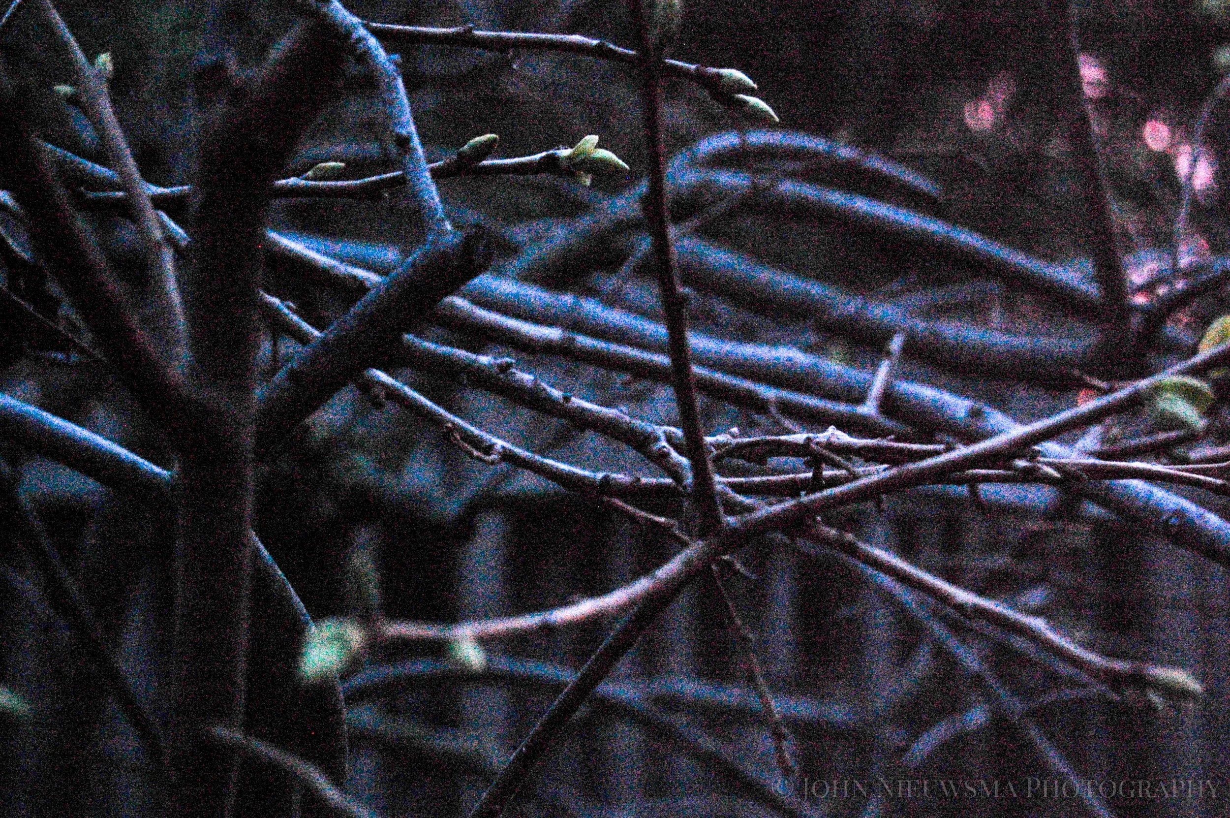Memory of Trees
