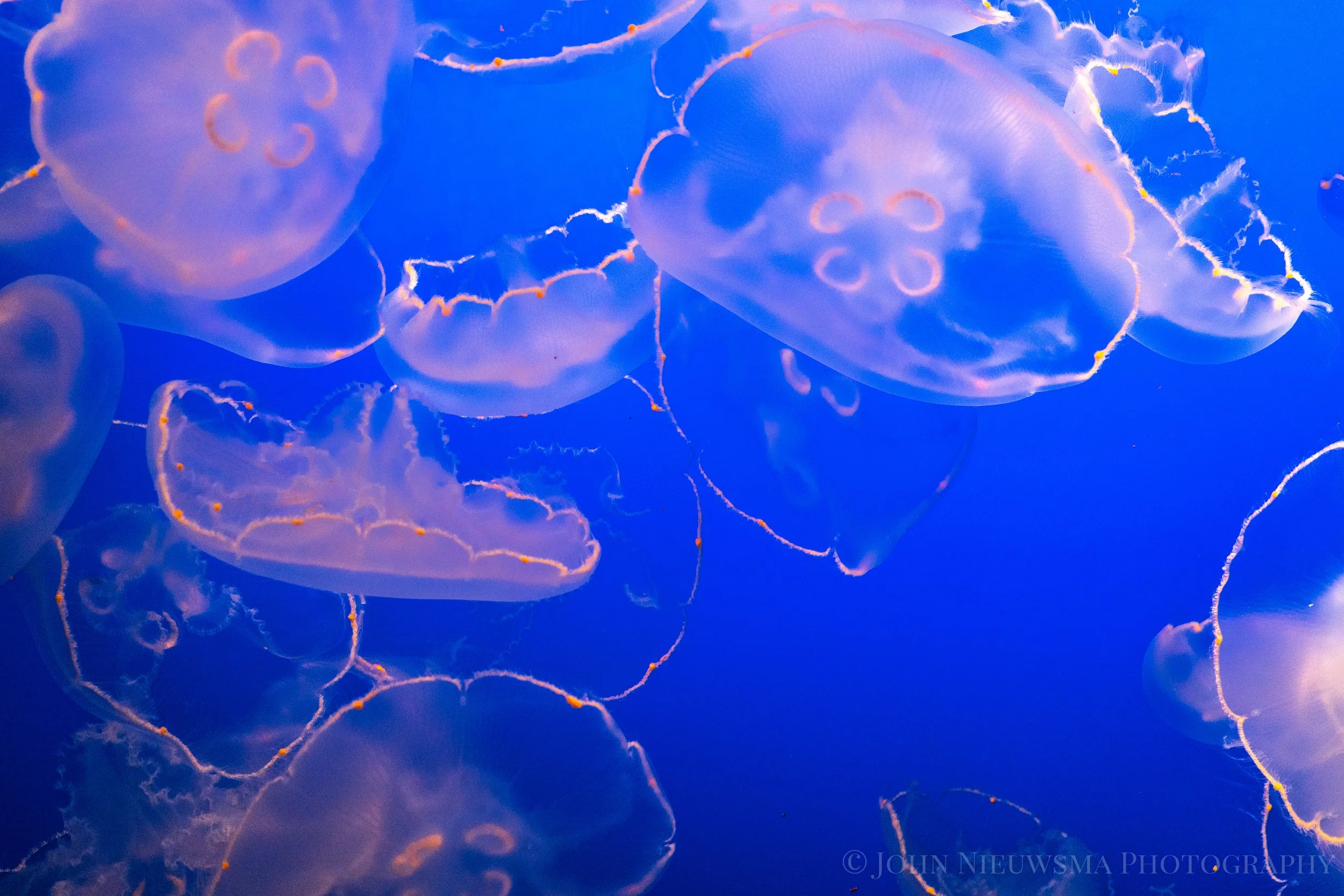 Survey of Jellyfish