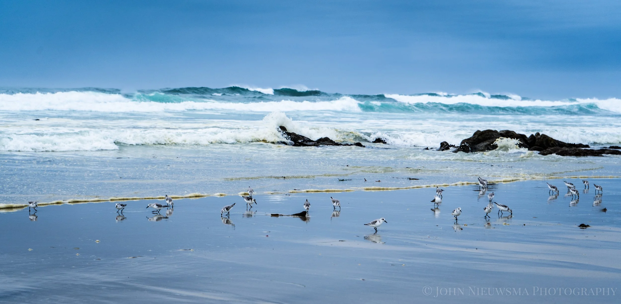 Tapestry of Western Sandpipers