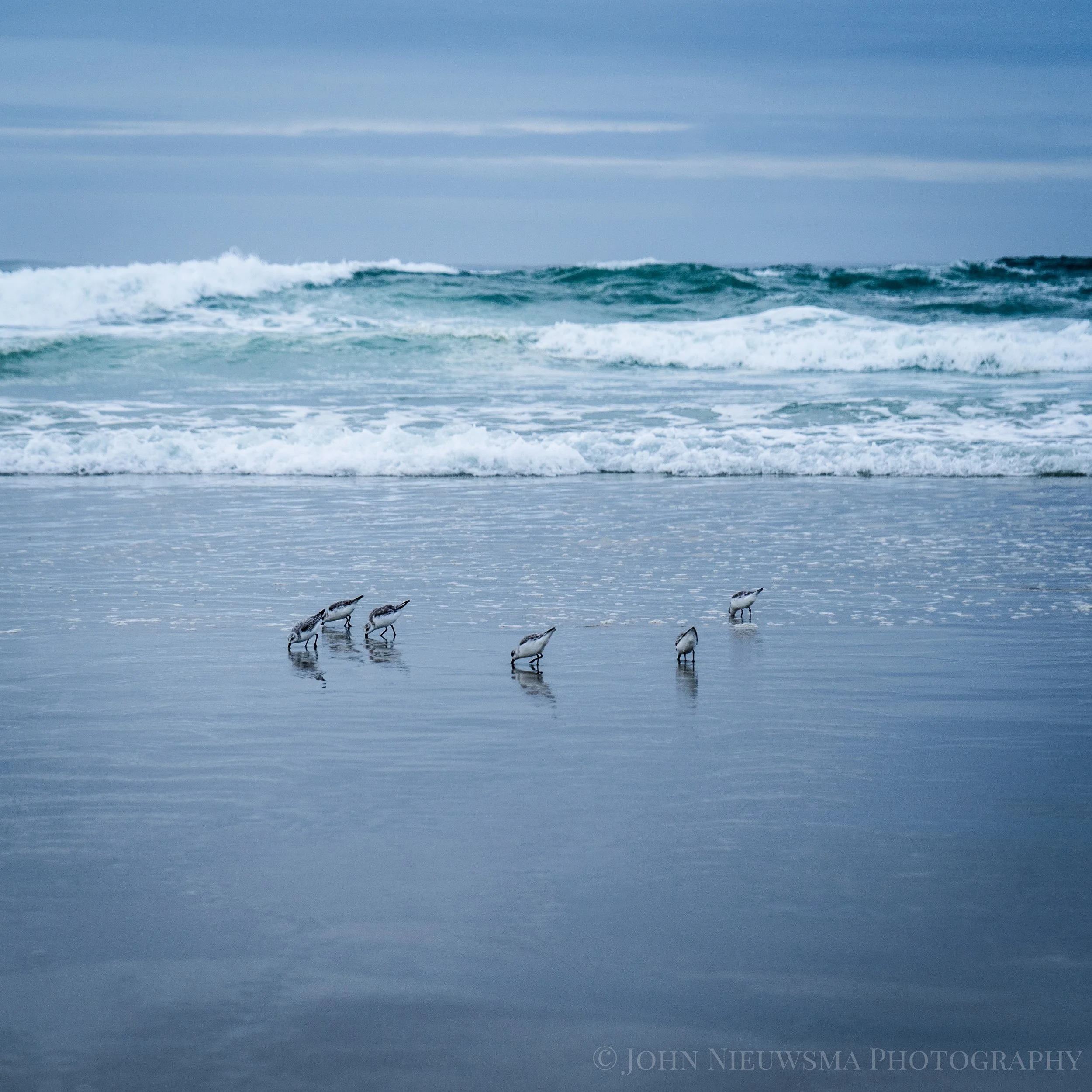 Survey of Western Sandpipers