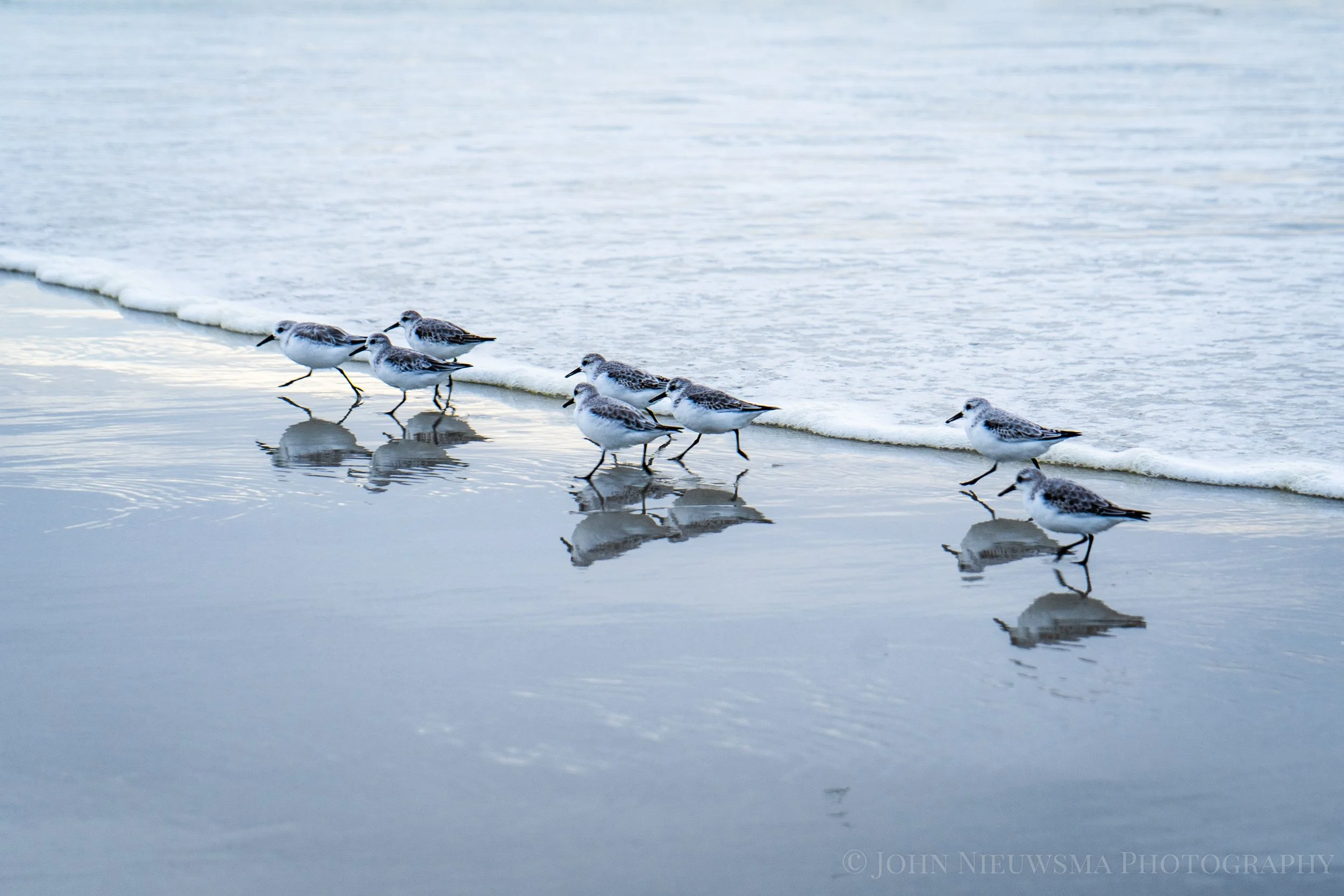 Western Sandpipers on the shores of Moss Beach