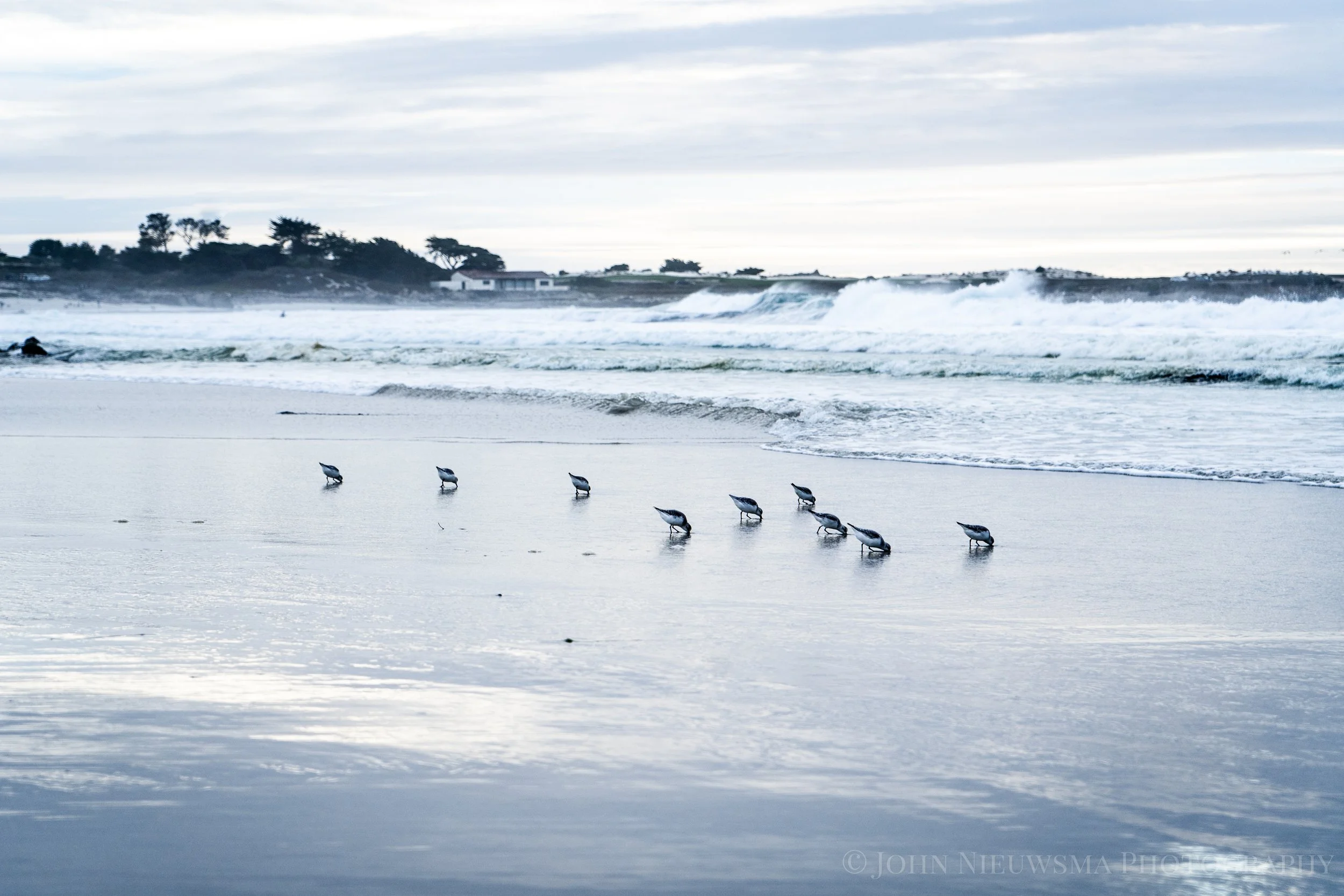 Western Sandpipers on the shores of Moss Beach