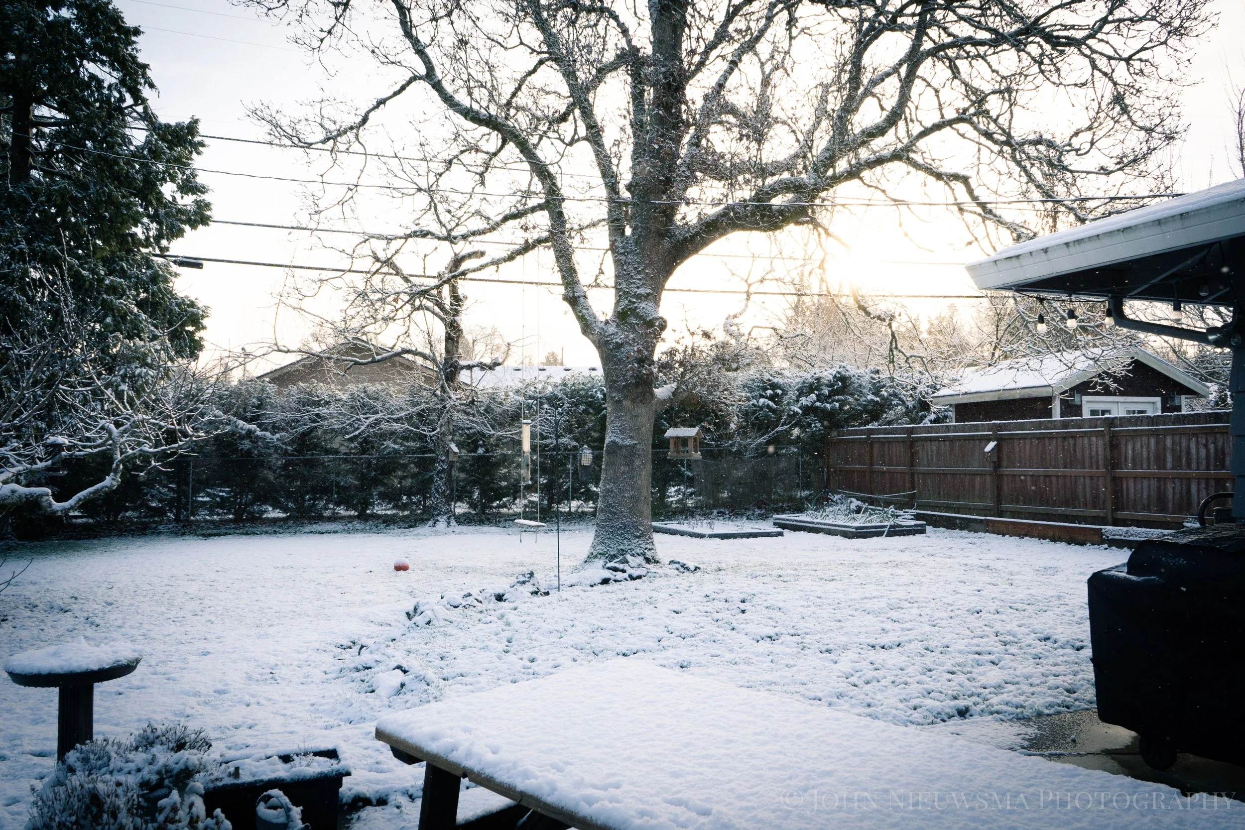 Snowfall in the Nieuwsma backyard