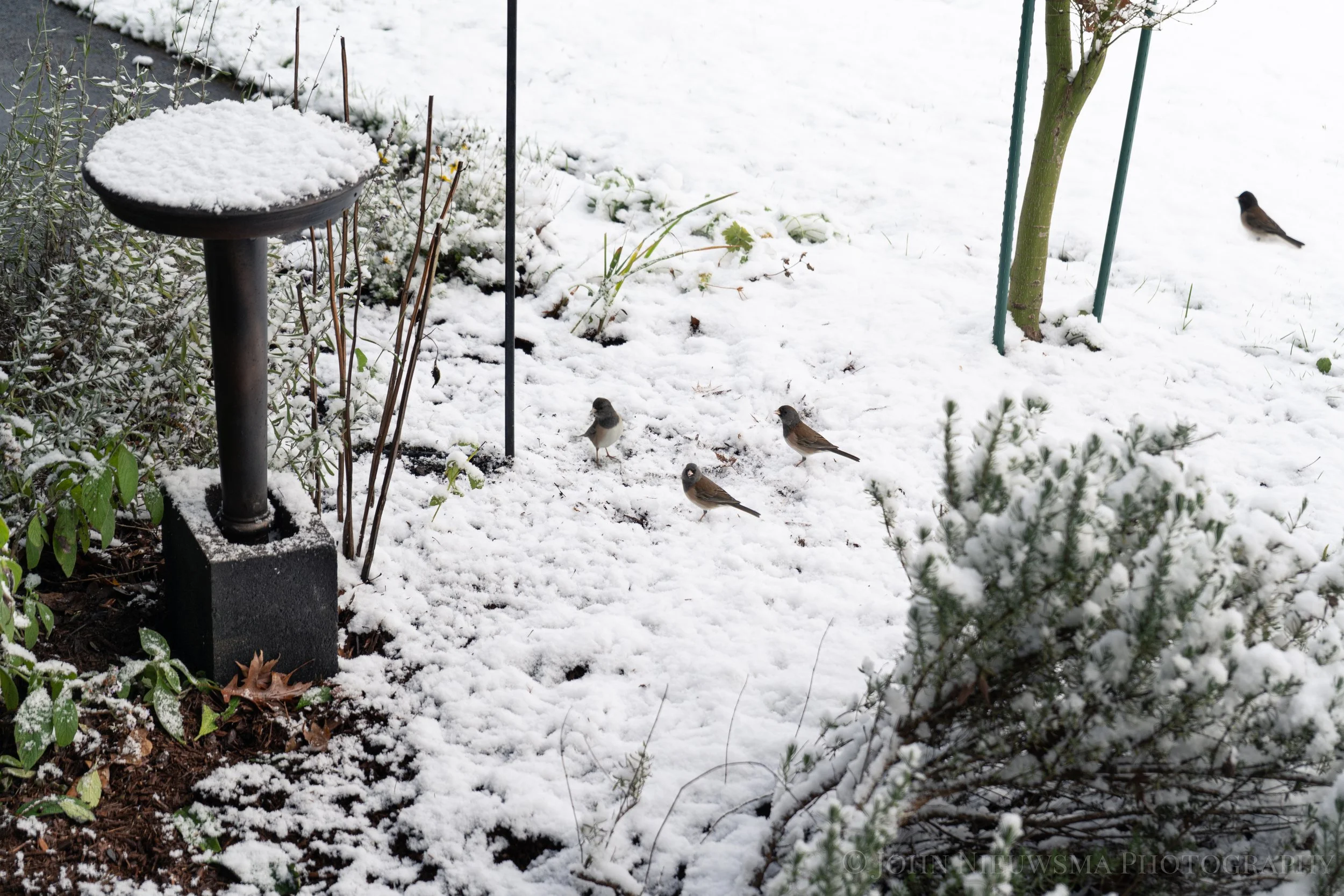 Gathering of dark-eyed juncos