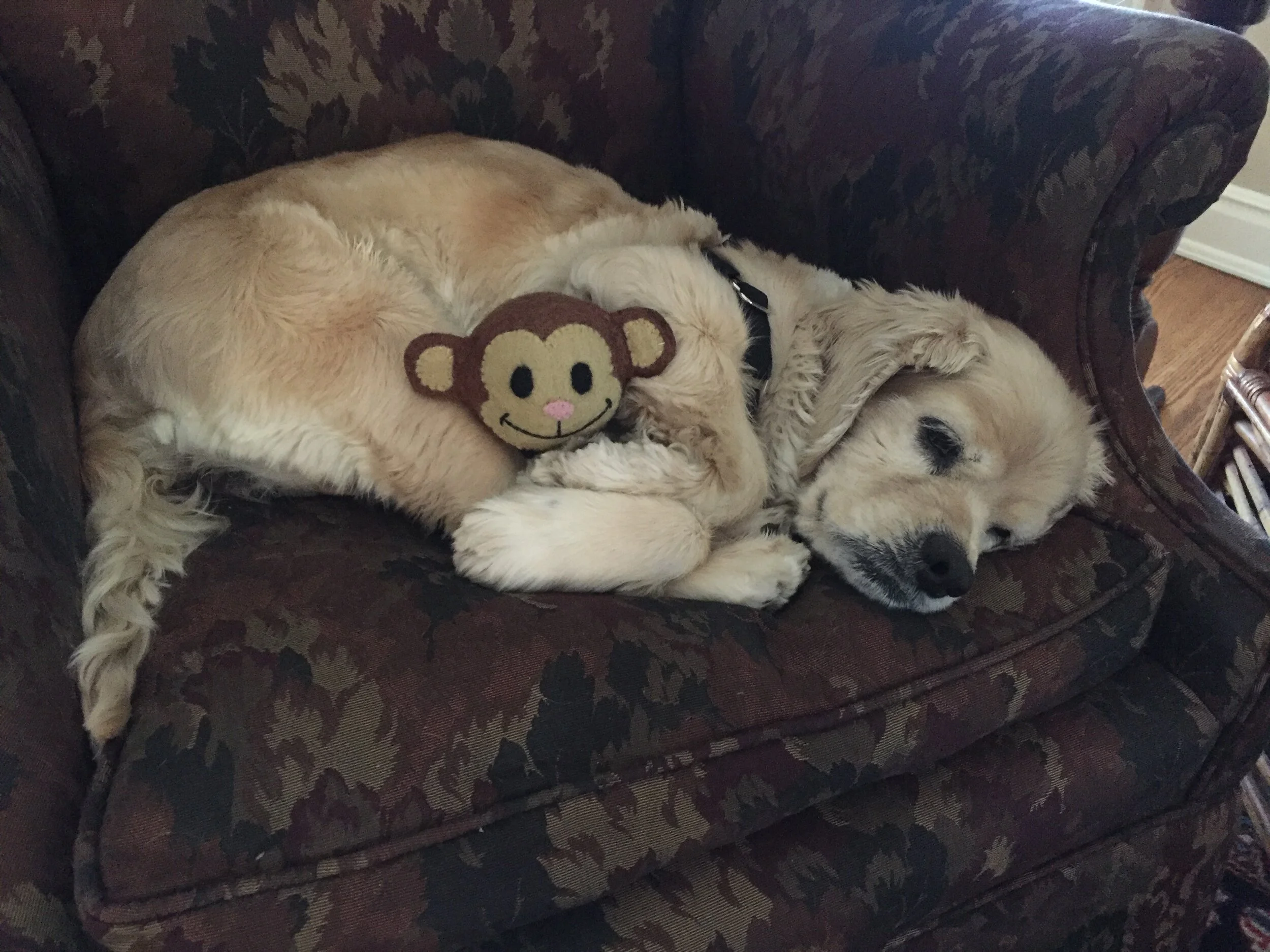 short term dog adoption
