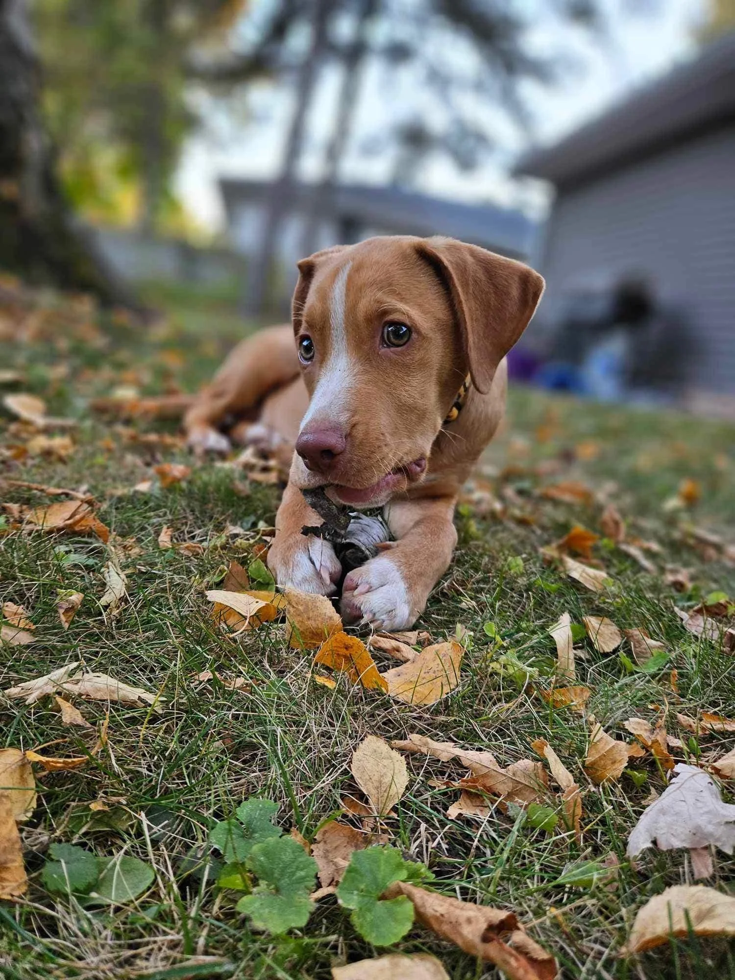 Meet Peanut — Lucky 7 Dog Rescue