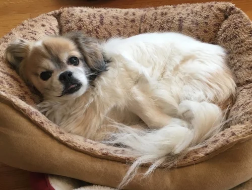 2004 - present: A shout-out to my office mate, Atlas (Tibetan Spaniel). He knows how to keep things chill. He also knows how to command a tummy rub. Right?
