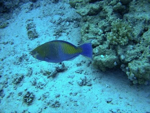 snorkeling3.jpg