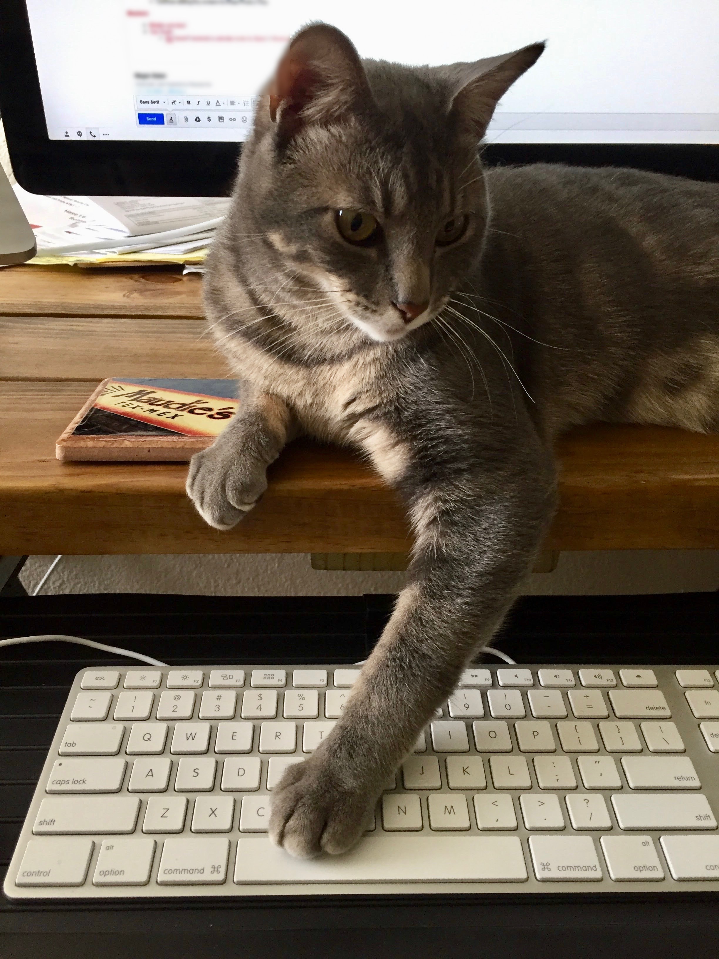 Pets like Bo Baker make the best and worst office mates when you work from home.