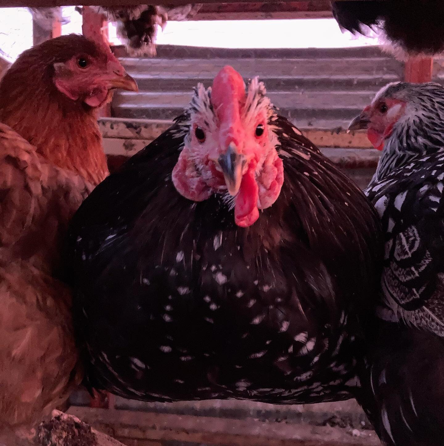 This is our rooster, One-Wattle Willie!  He is a real chonky boi and looks great in the golden hour light.  Per his name, he was born with just one wattle, but it hasn&rsquo;t slowed him down! 🐓