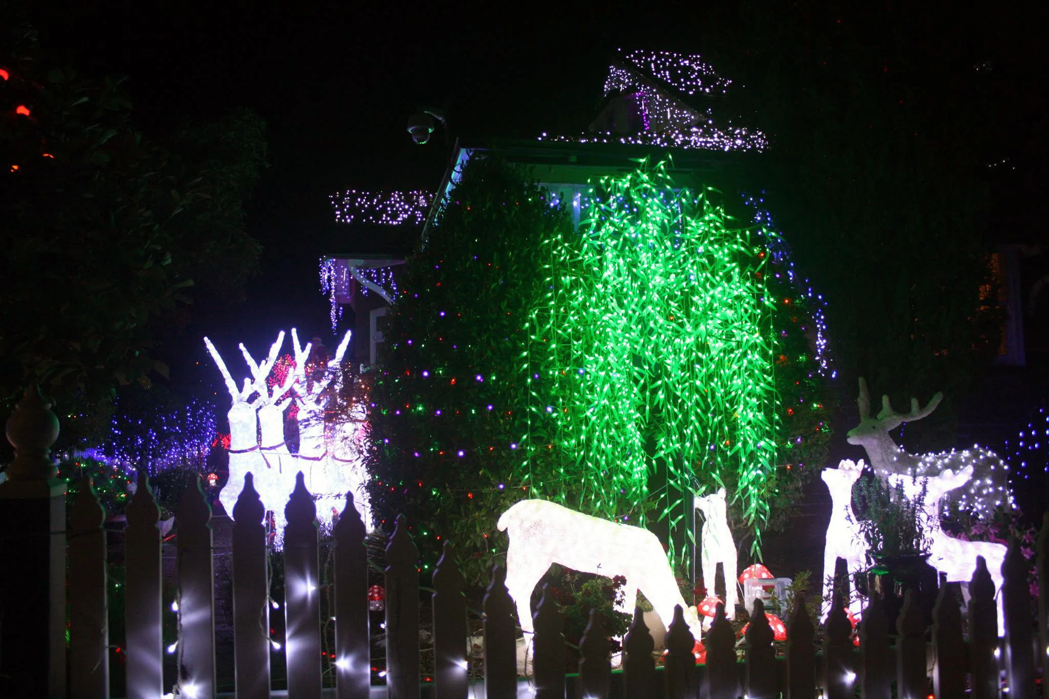 Hamilton Xmas Lights.jpg