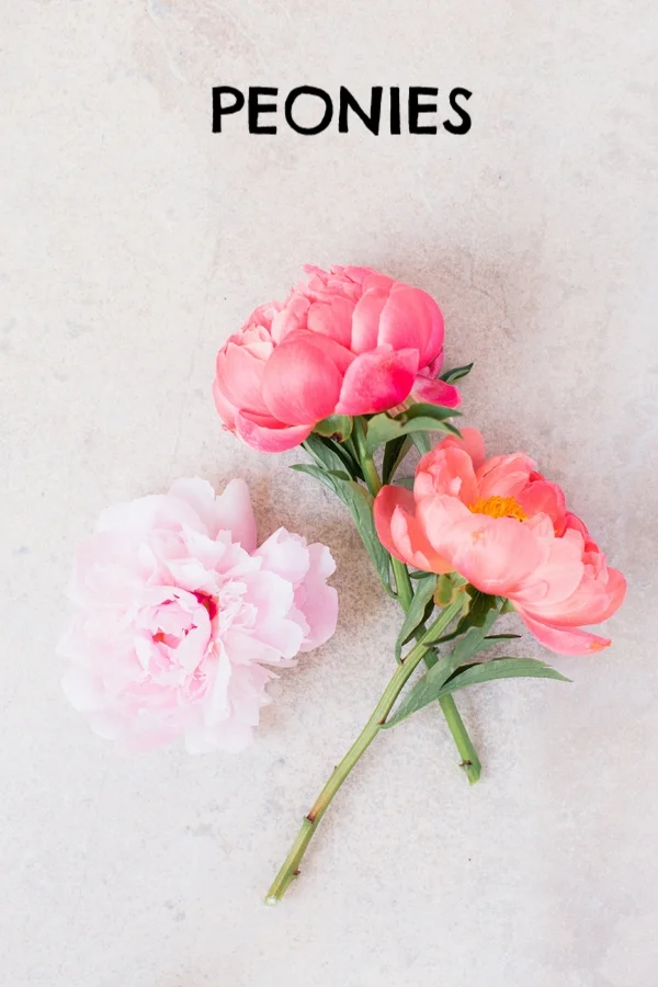pink peonies-1.jpg