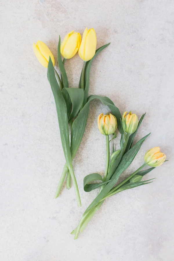 tulips-1.jpg