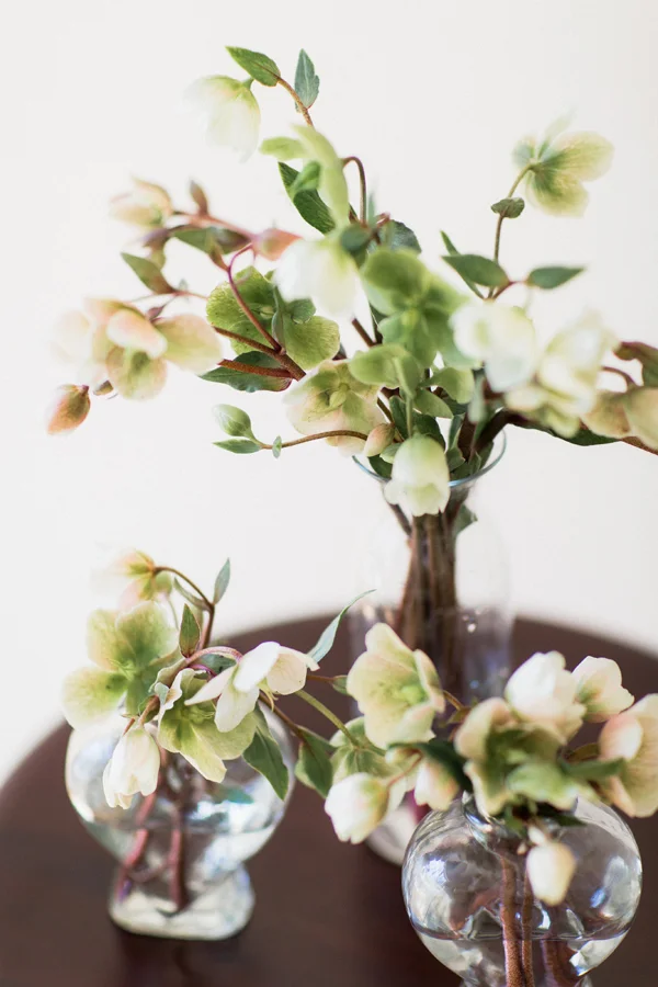 helleborus.jpg