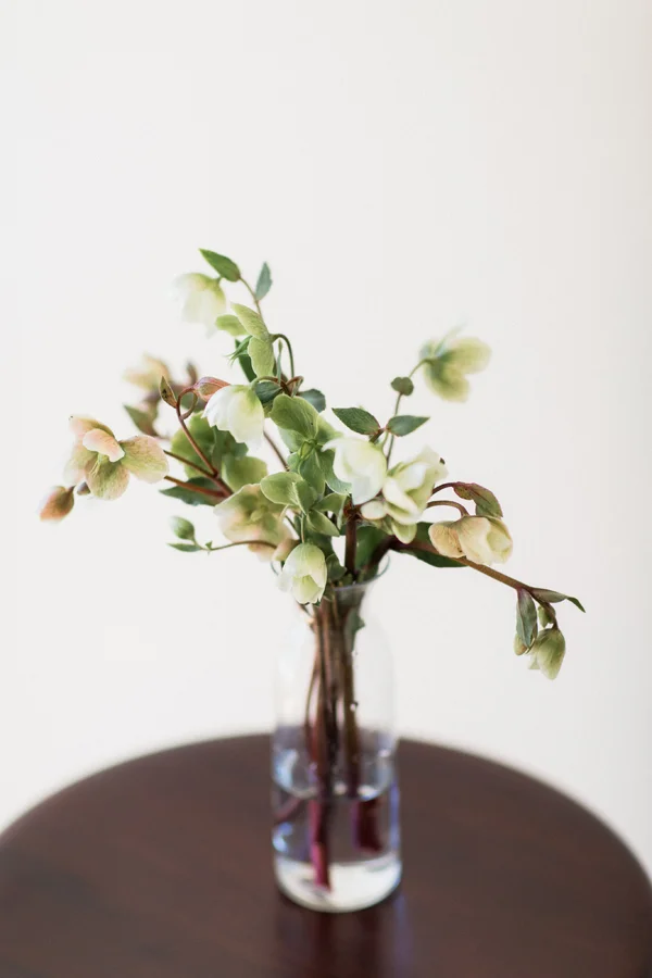 helleborus-2.jpg