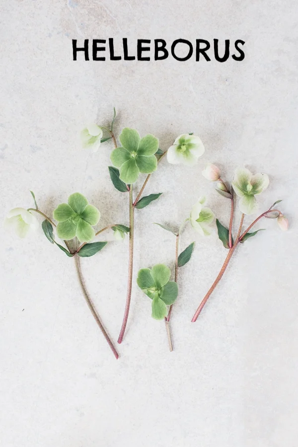 helleborus-1.jpg