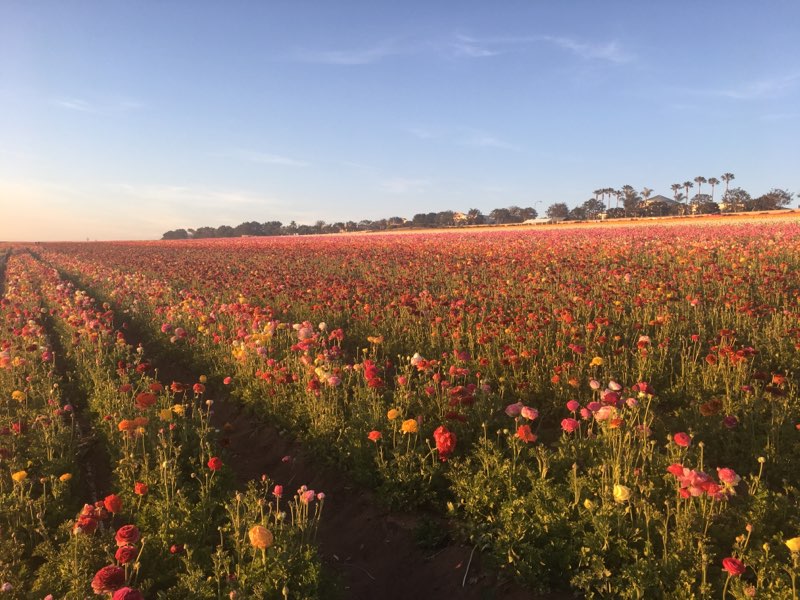 The Flower Fields (2).jpg