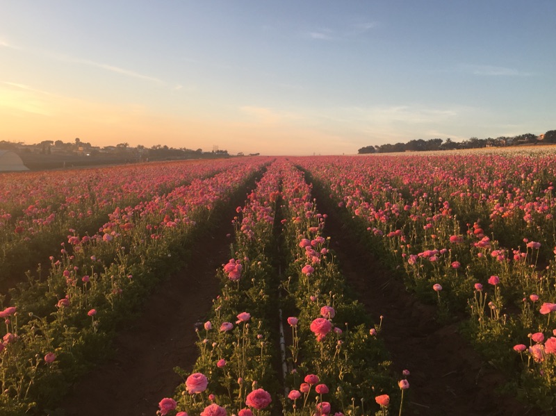 The Flower Fields (3).jpg