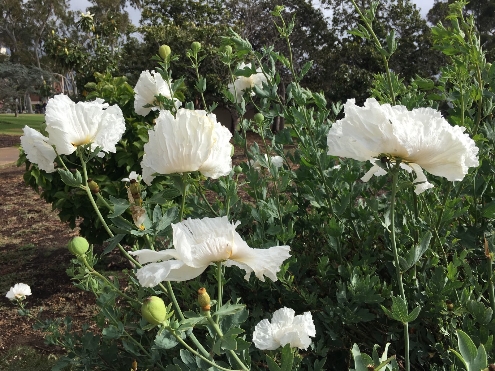 Matilija Poppy - BP, Horizontal 2.jpg