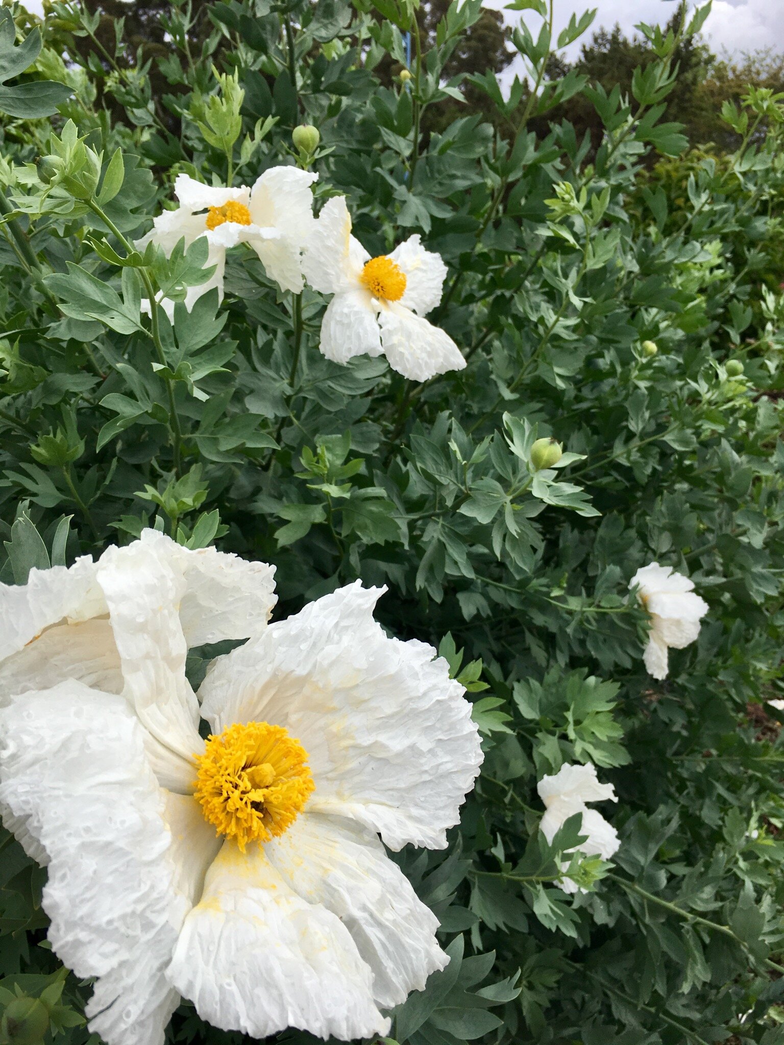 Matilija Poppy - BP, Vert.jpg