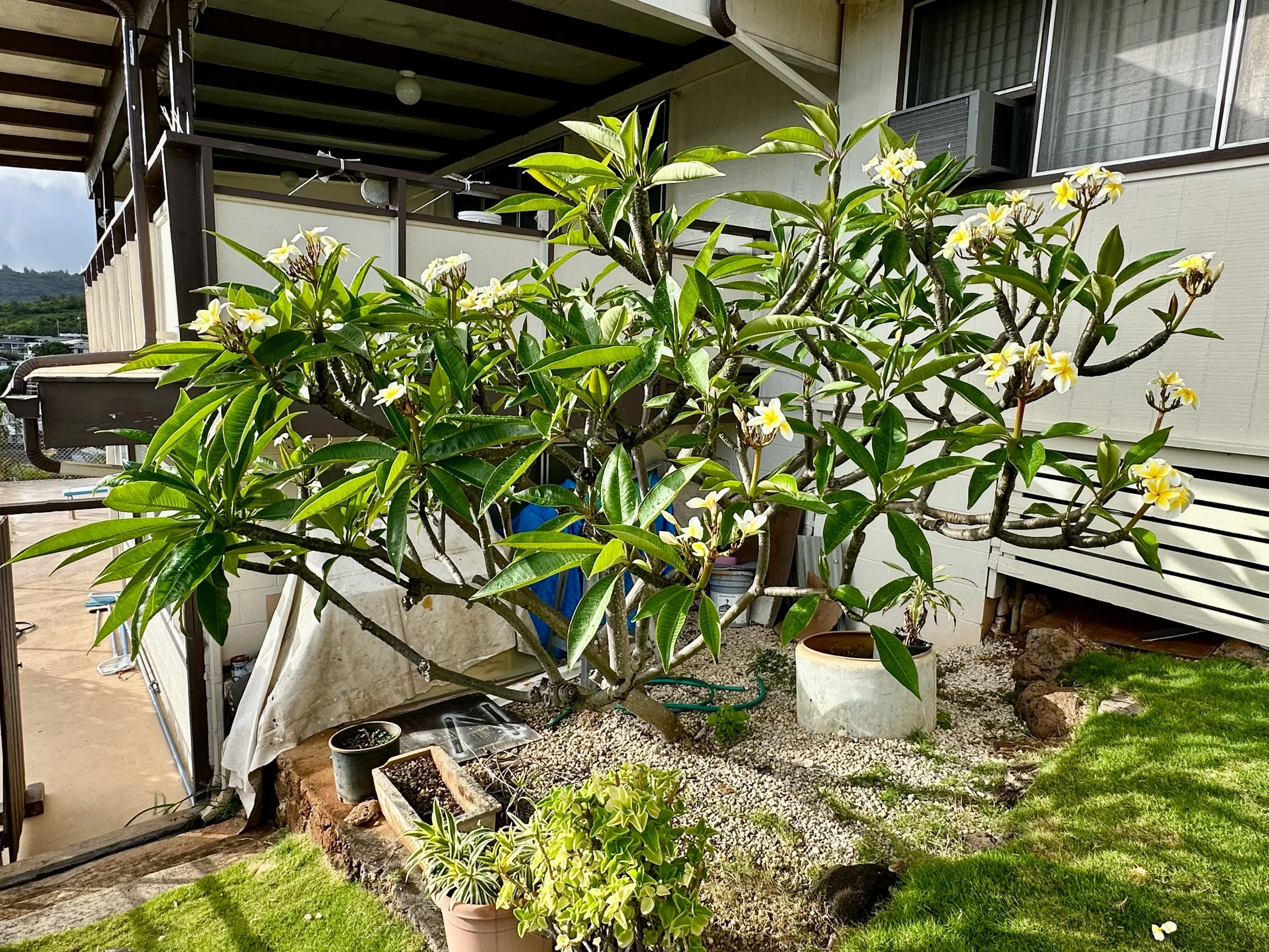 Taking Time to Pick the Plumerias