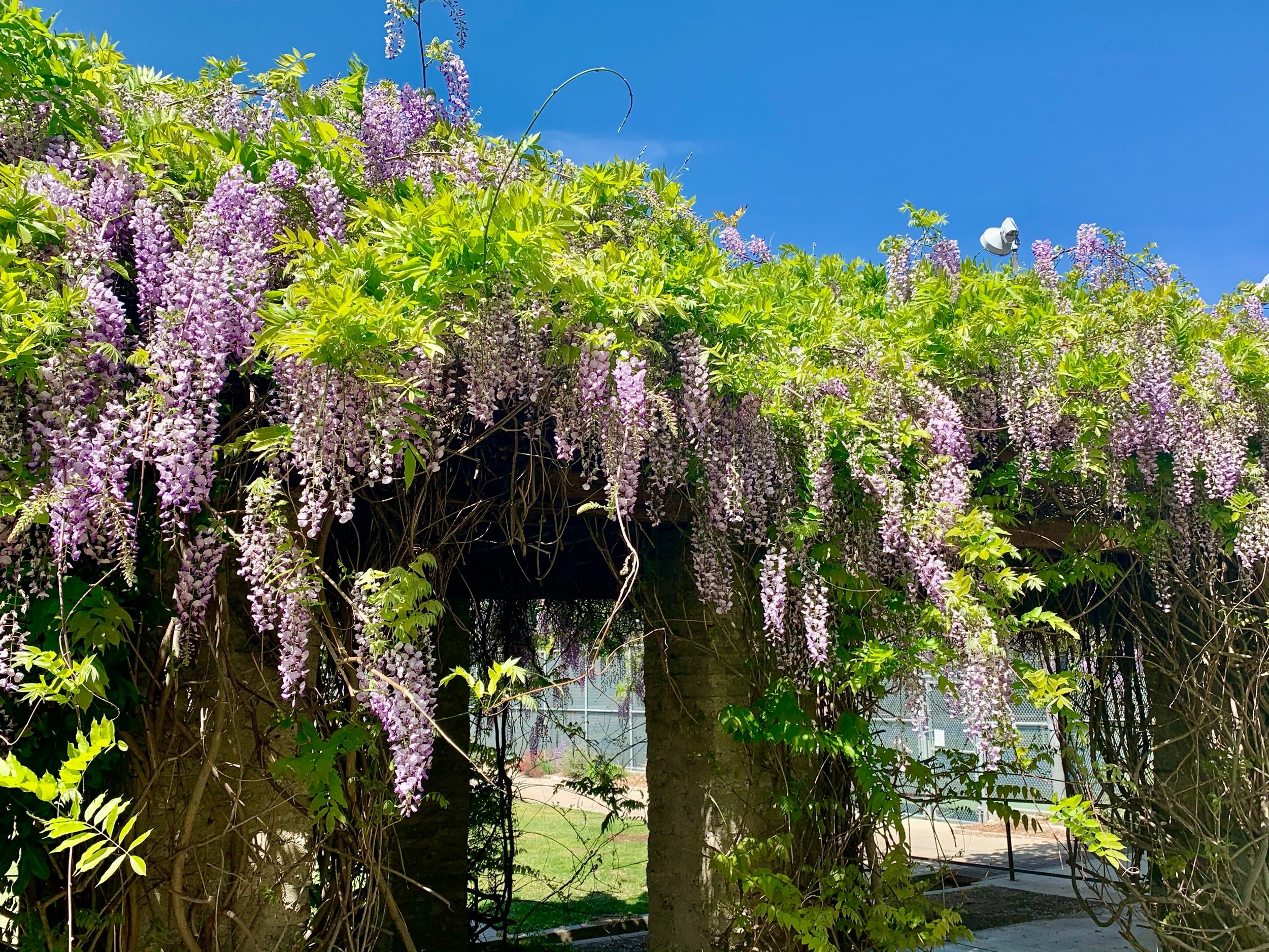 What’s in Bloom - Wisteria