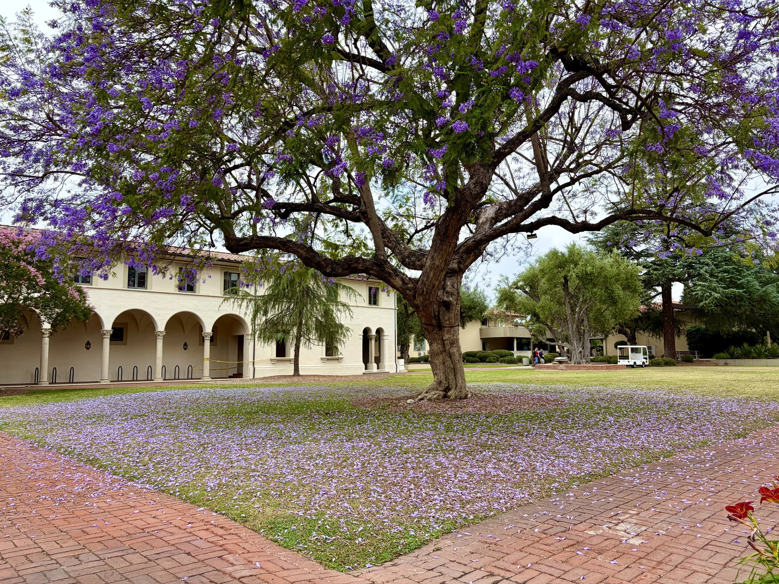 What’s in Bloom - Jacaranda