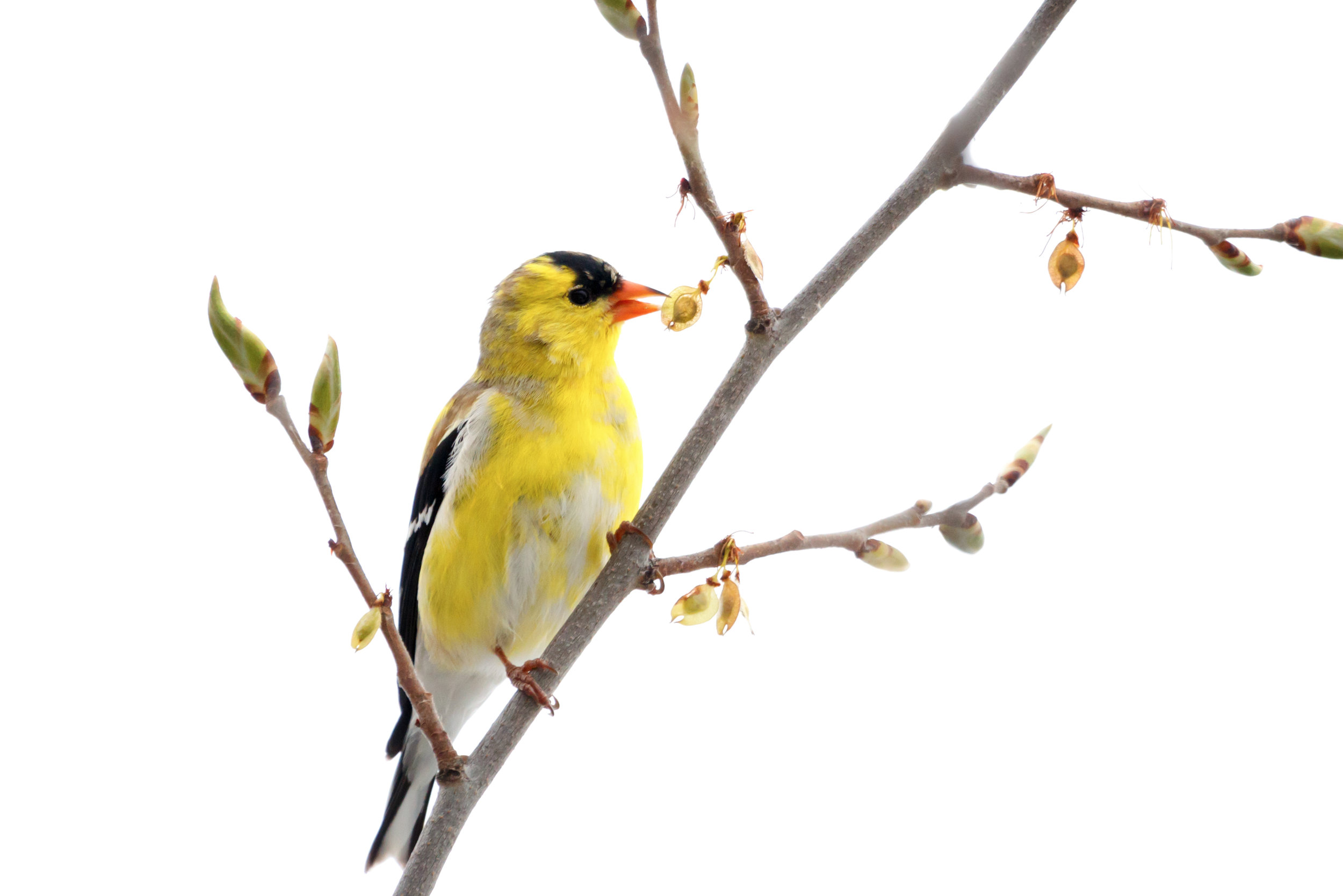 Goldfinch Snack