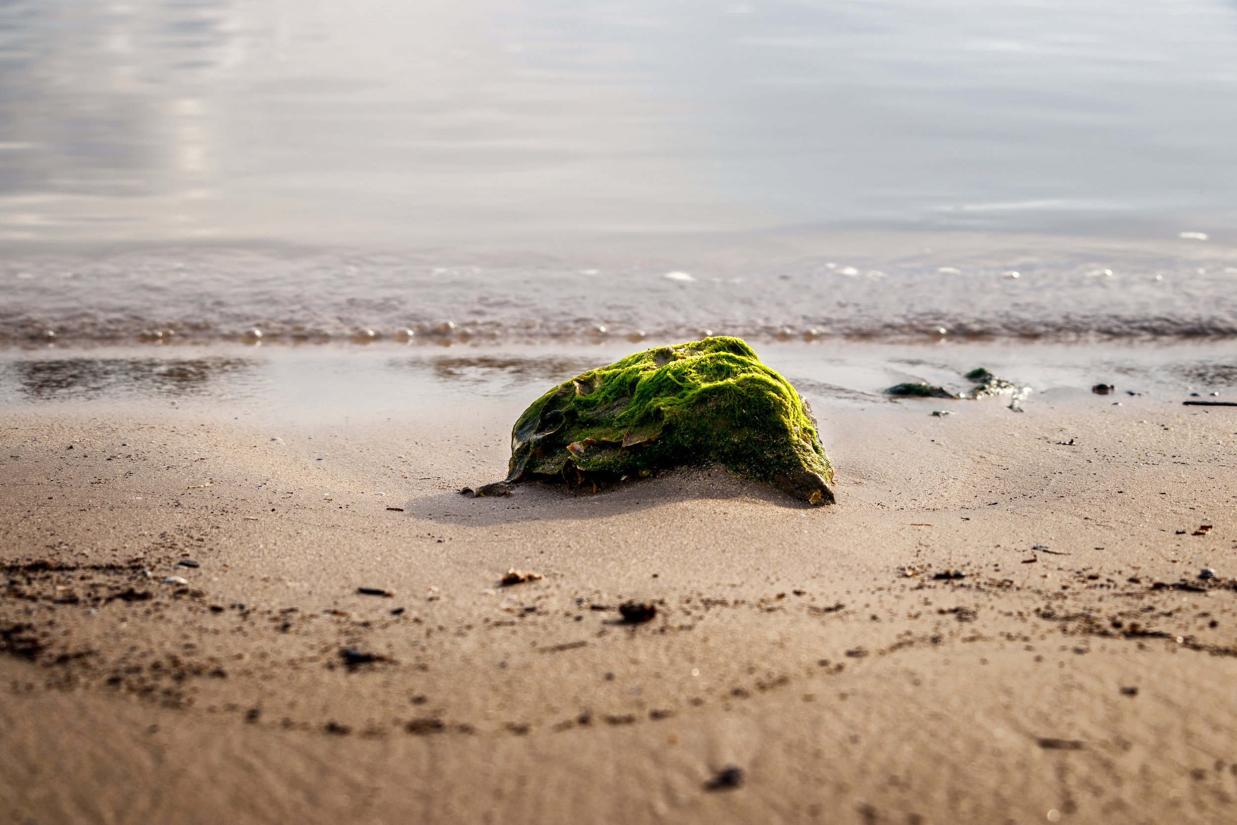 Beach Life - Galveston Texas