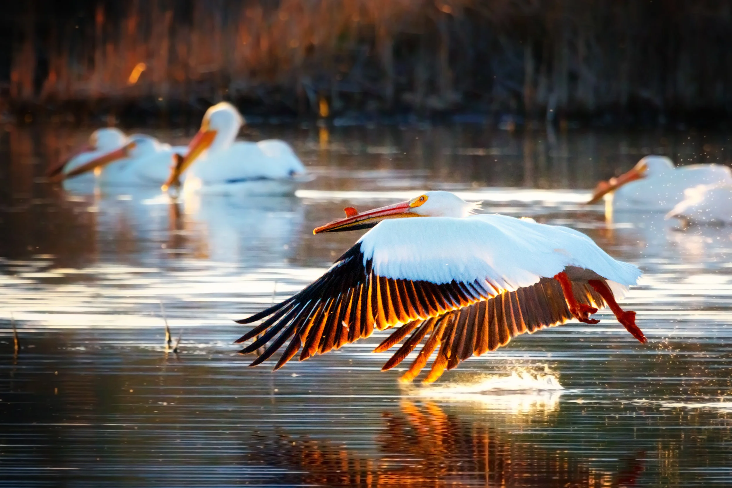 Pelican Sunset - Boulder Colorado