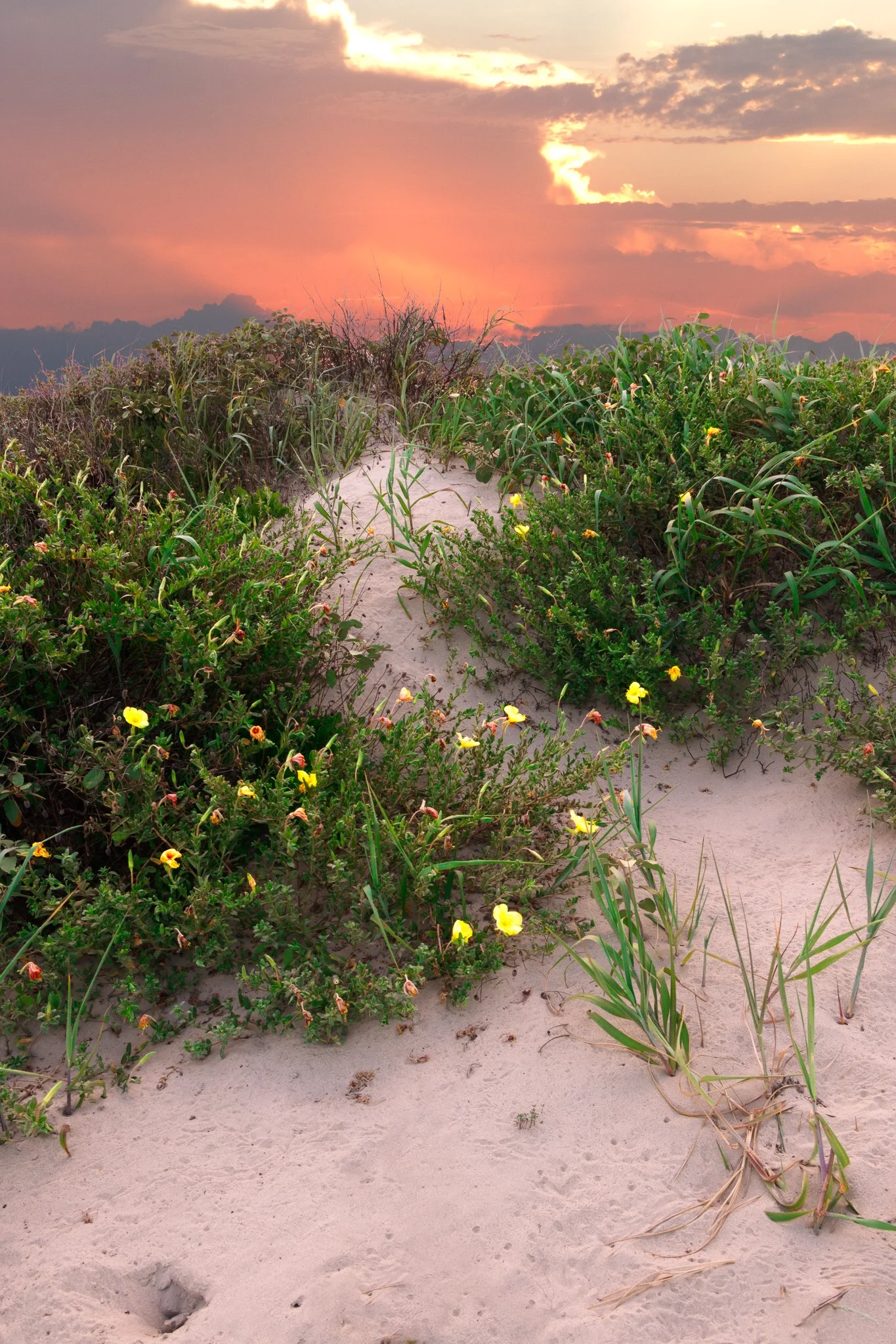 Sunset Dune - Galveston Texas