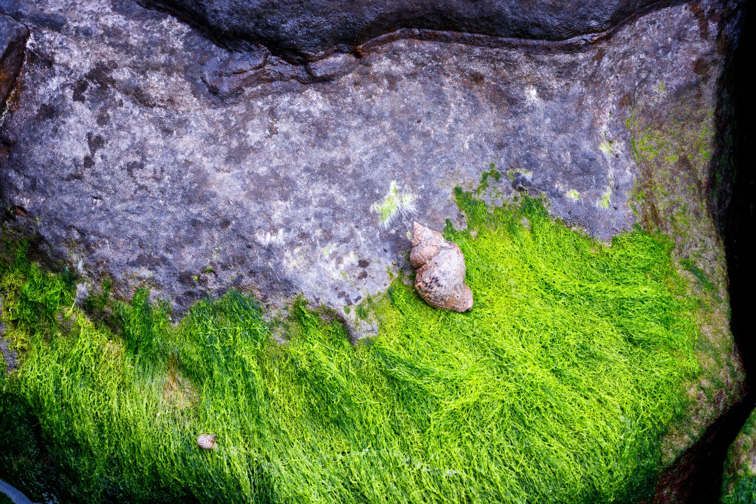 Crab and Snail - Galveston Texas