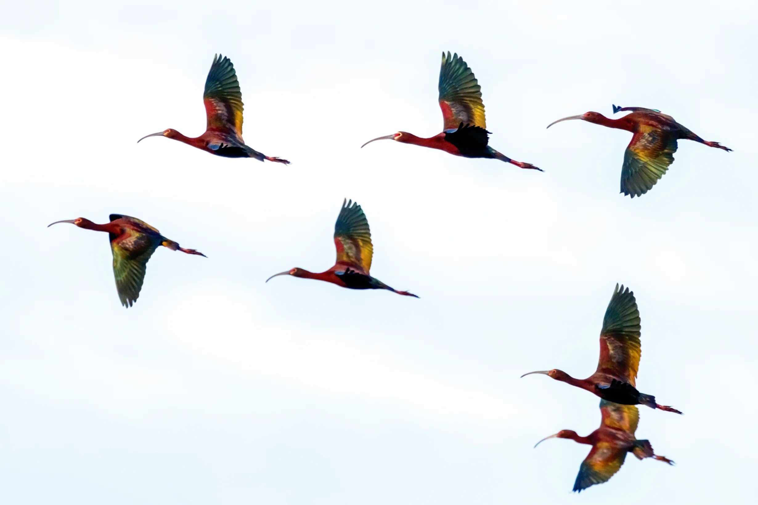 Ibis in Flight - Boulder Colorado