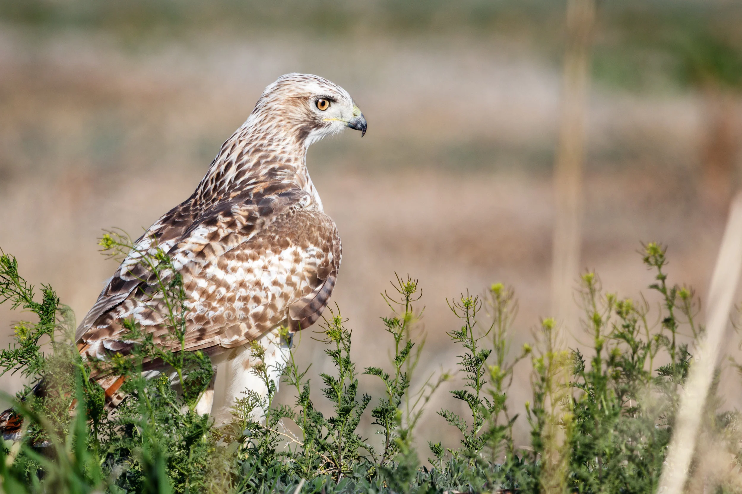 Red-tailed Profile - Longmont Colorado