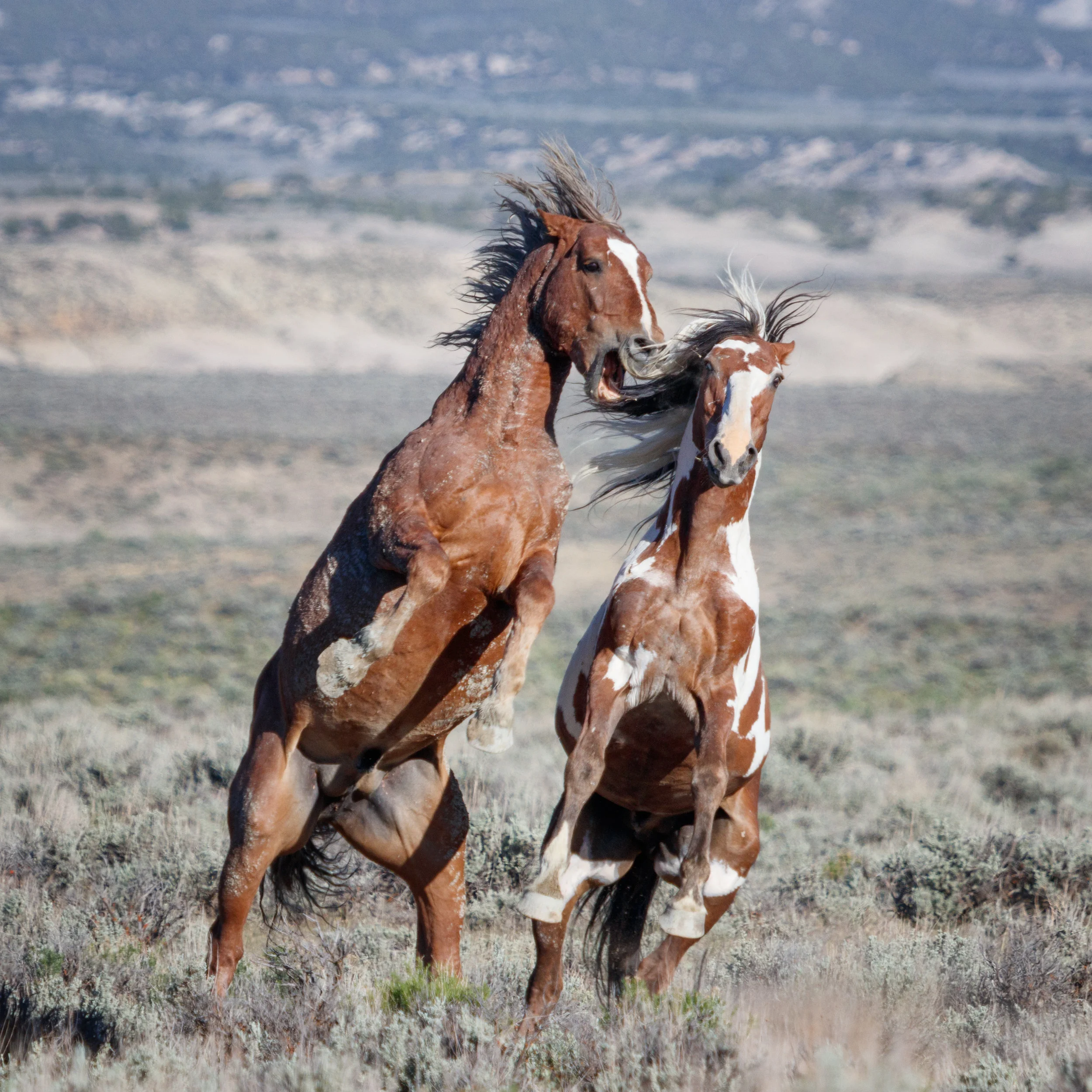 Old Friends - Wild Horses