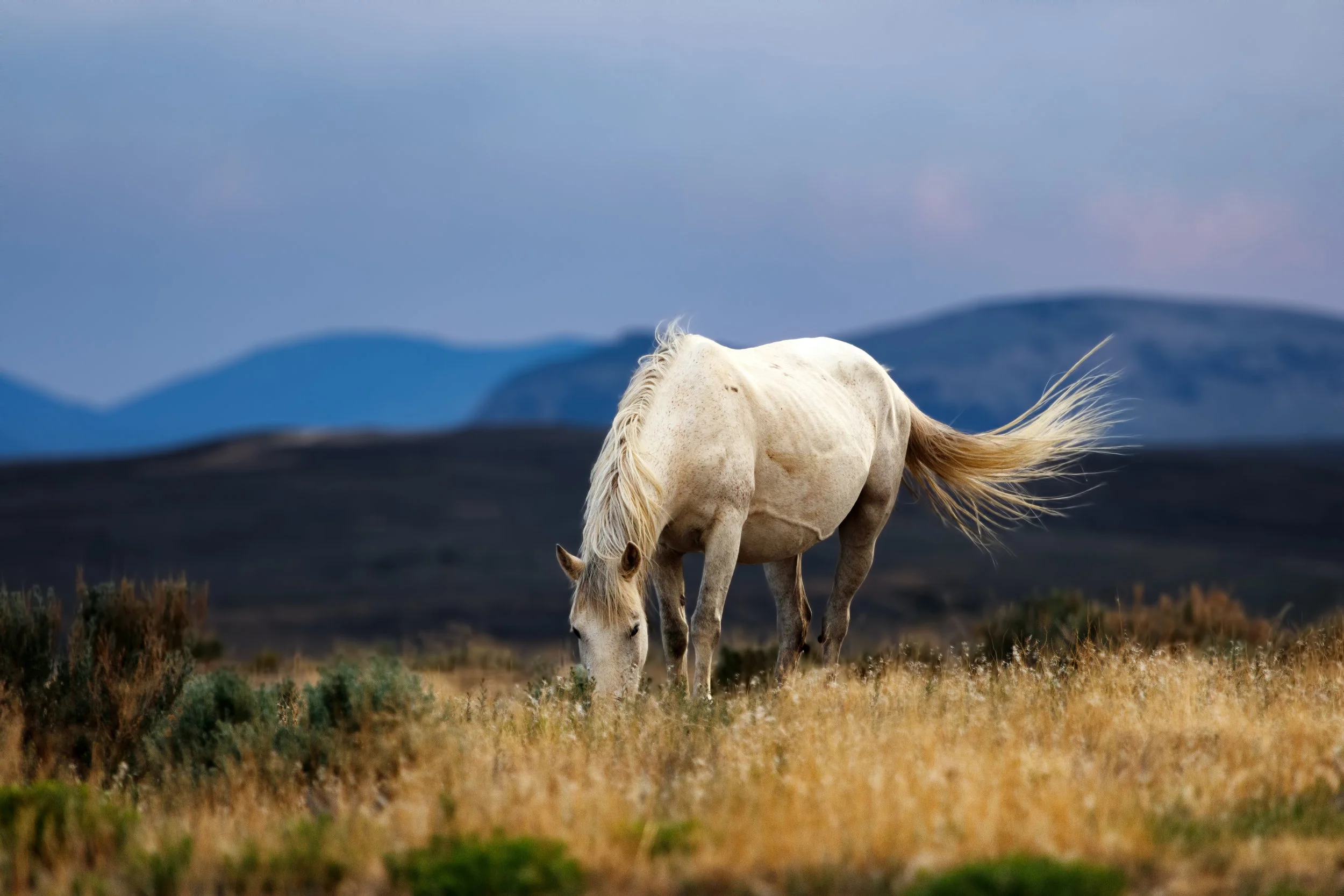 Grazing Mare - Sandwash Basin Colorado
