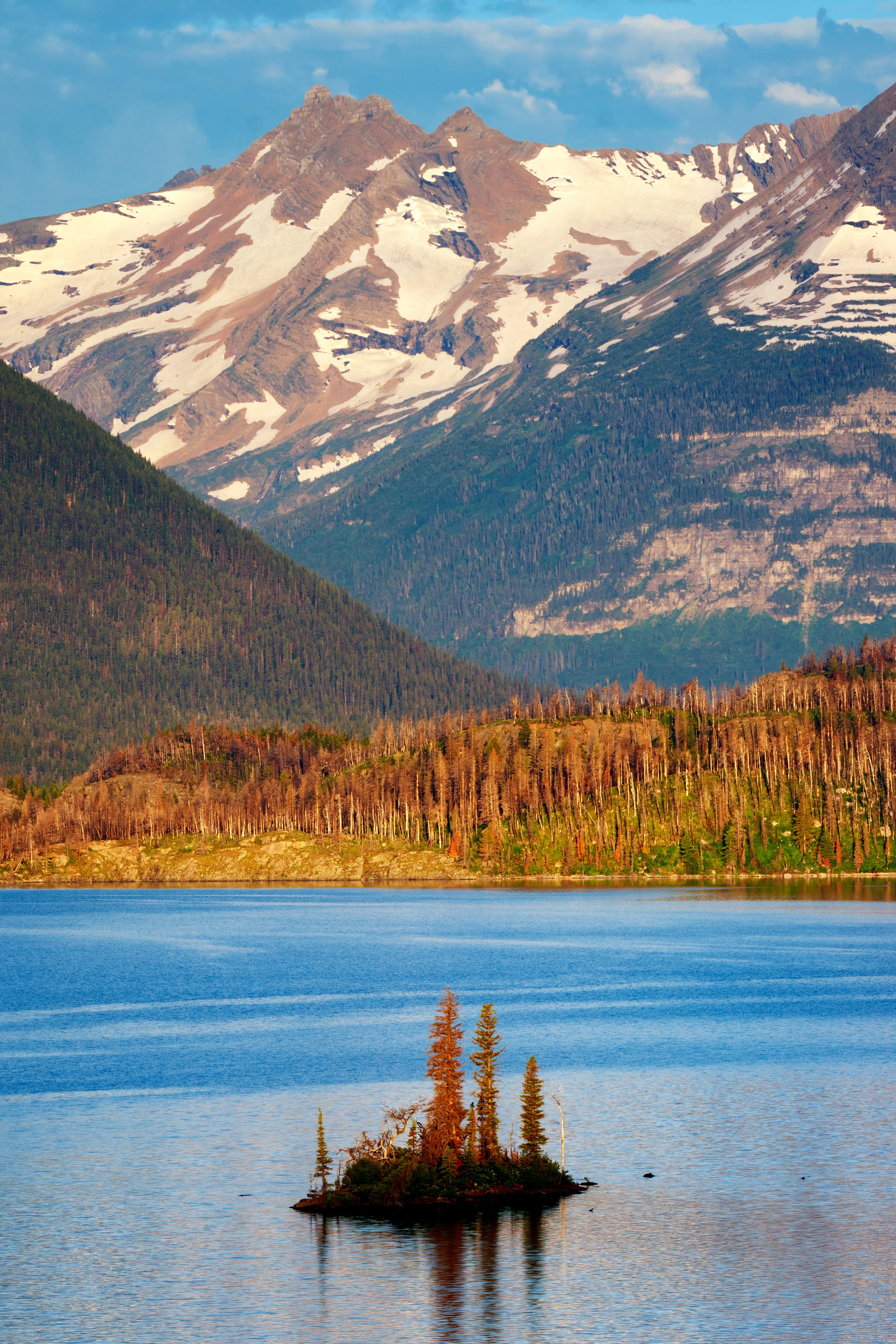 Wild Goose Among Giants - Glacier National Park