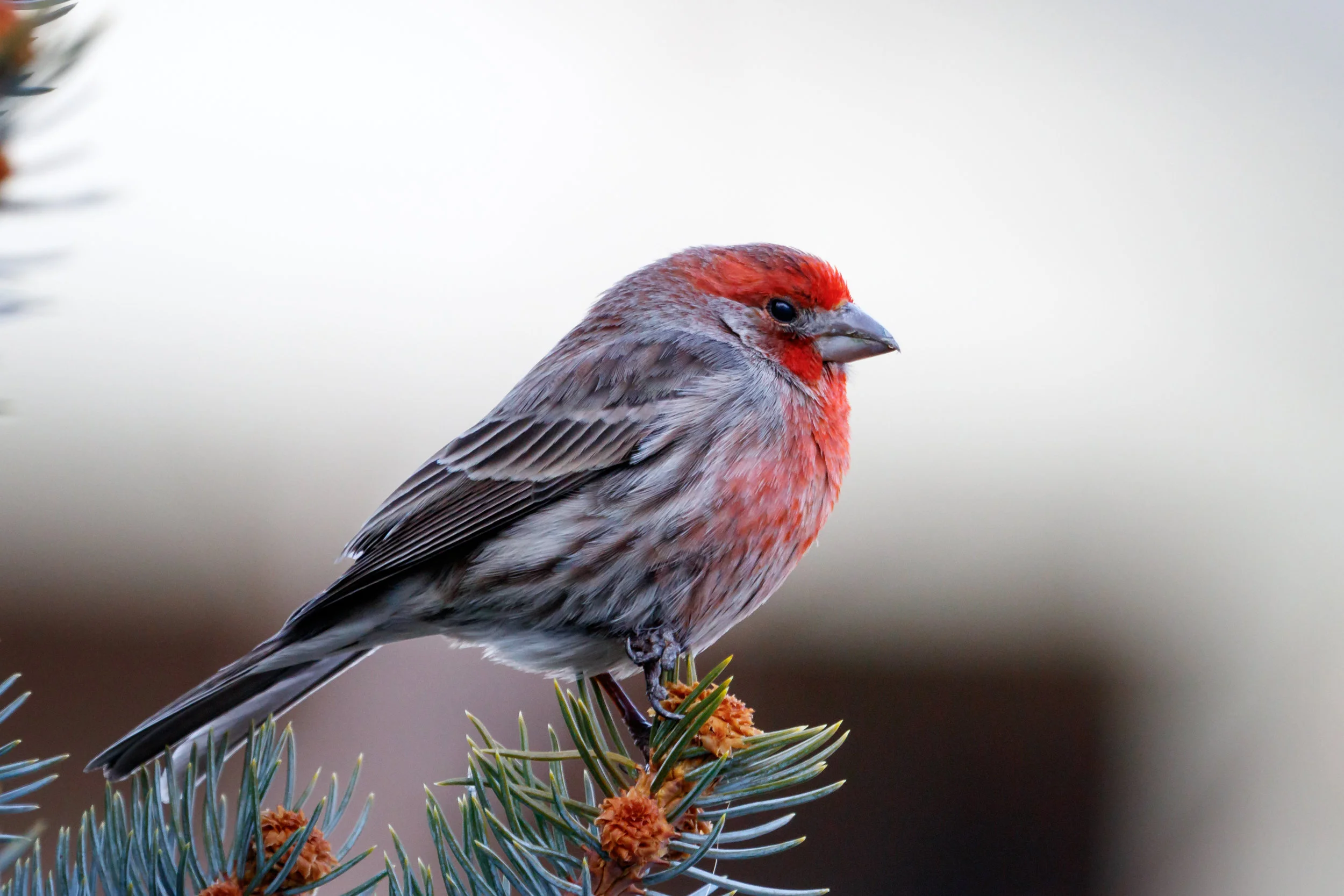 House Finch - Colorado Wildlife