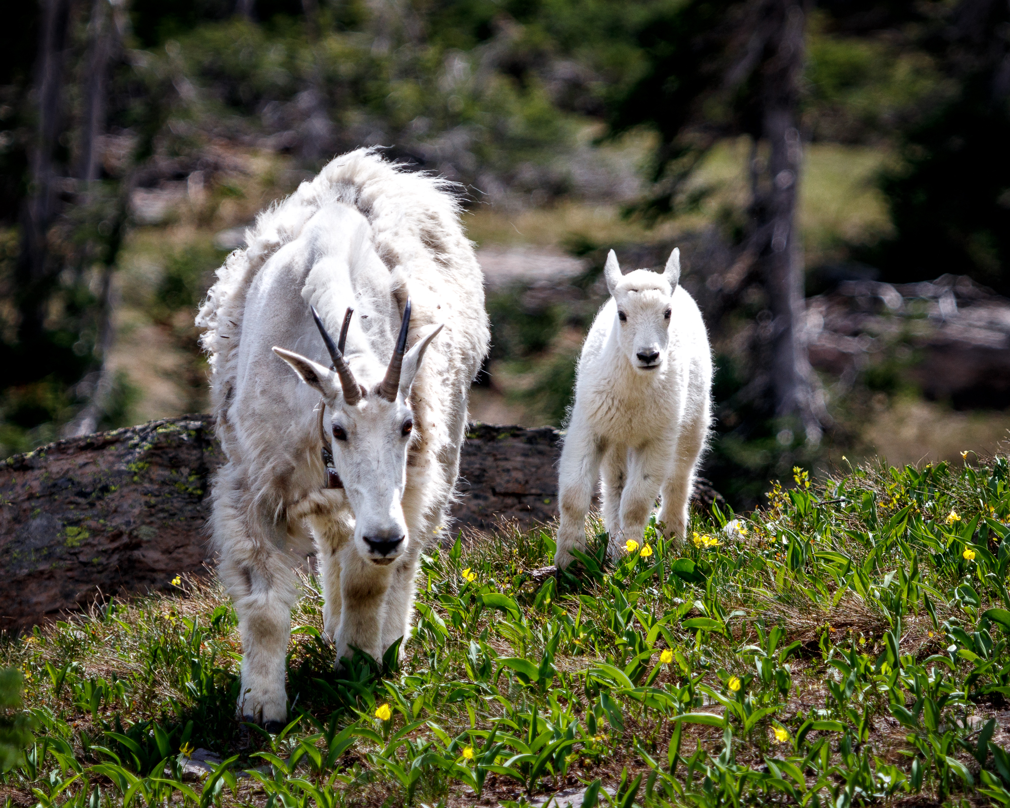 Mount Goat Baby and Adult