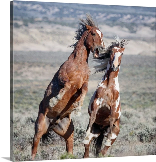 Old Friends - Wild Horses