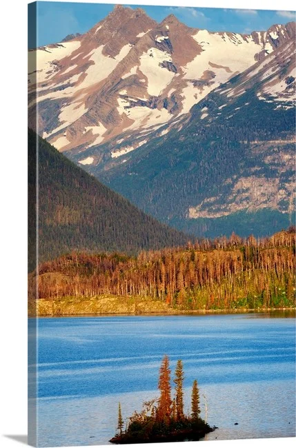 Wild Goose Among Giants - Glacier National Park