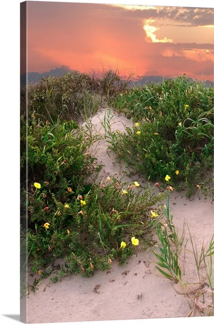 Sunset Dune - Galveston Texas